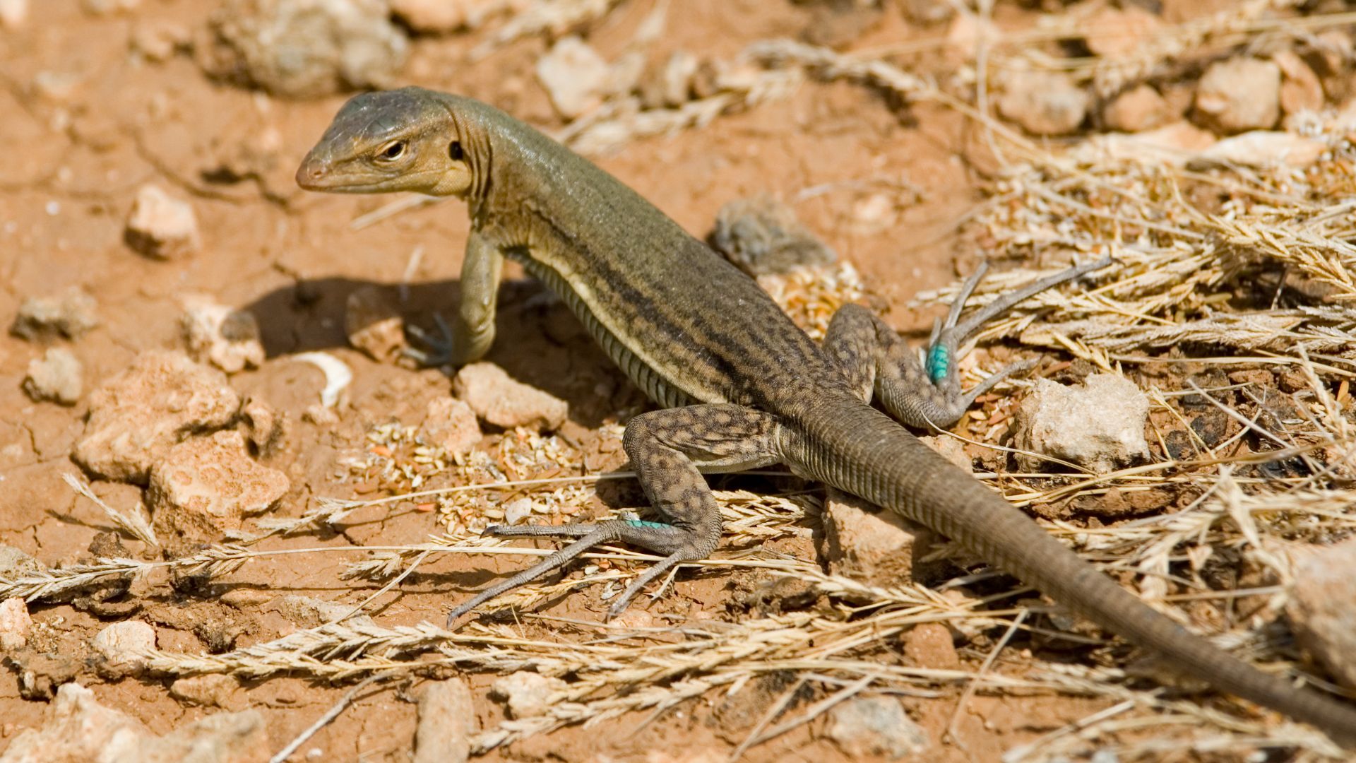 Bonaire whiptail lizard Cnemidophorus murinus ruthveni
