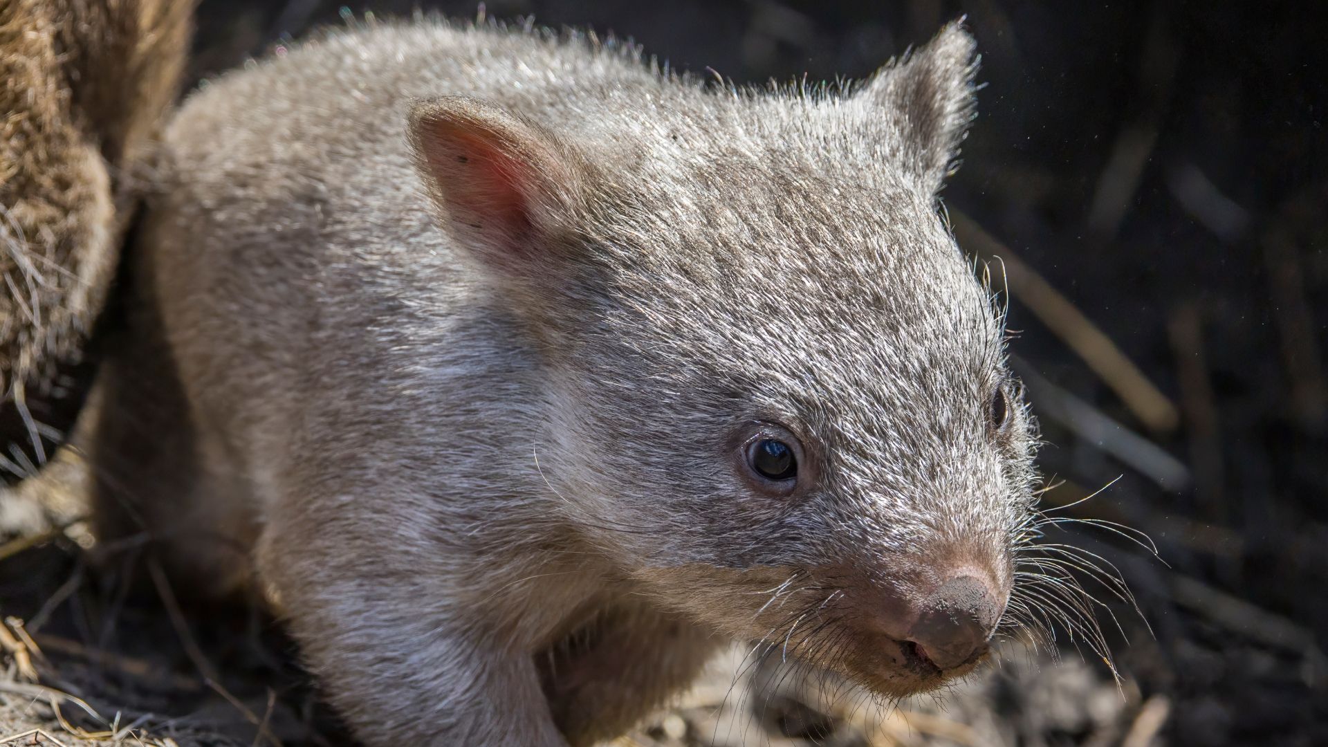 Common wombat (Vombatus ursinus tasmaniensis) juvenile, Maria Island, TAS, Australia