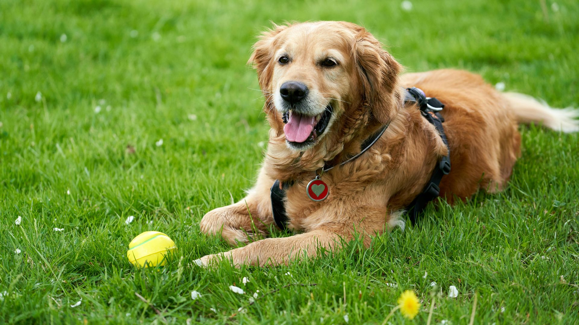 Charming golden retriever lying on green grass with a tennis ball, enjoying a sunny day outdoors.