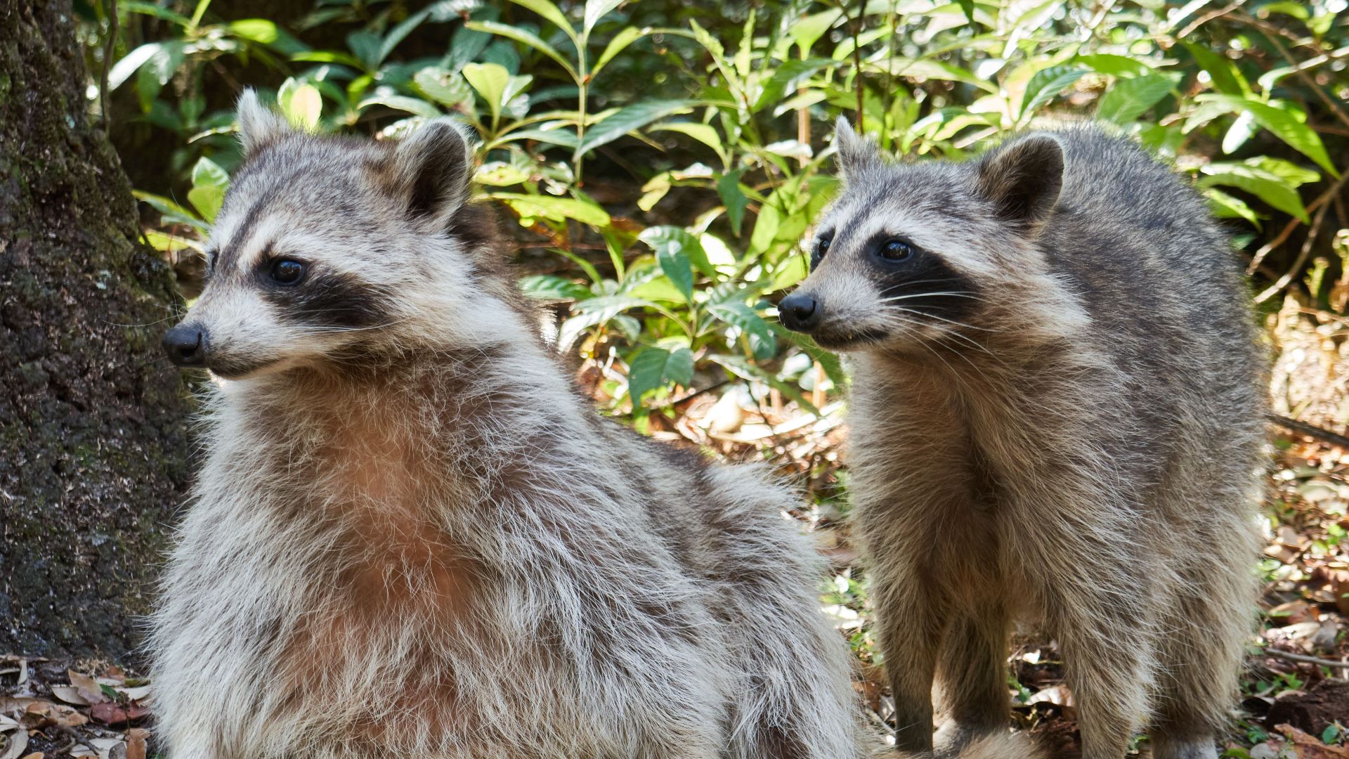 Two raccoons sitting together in a leafy woodland environment in Miami, Florida.
