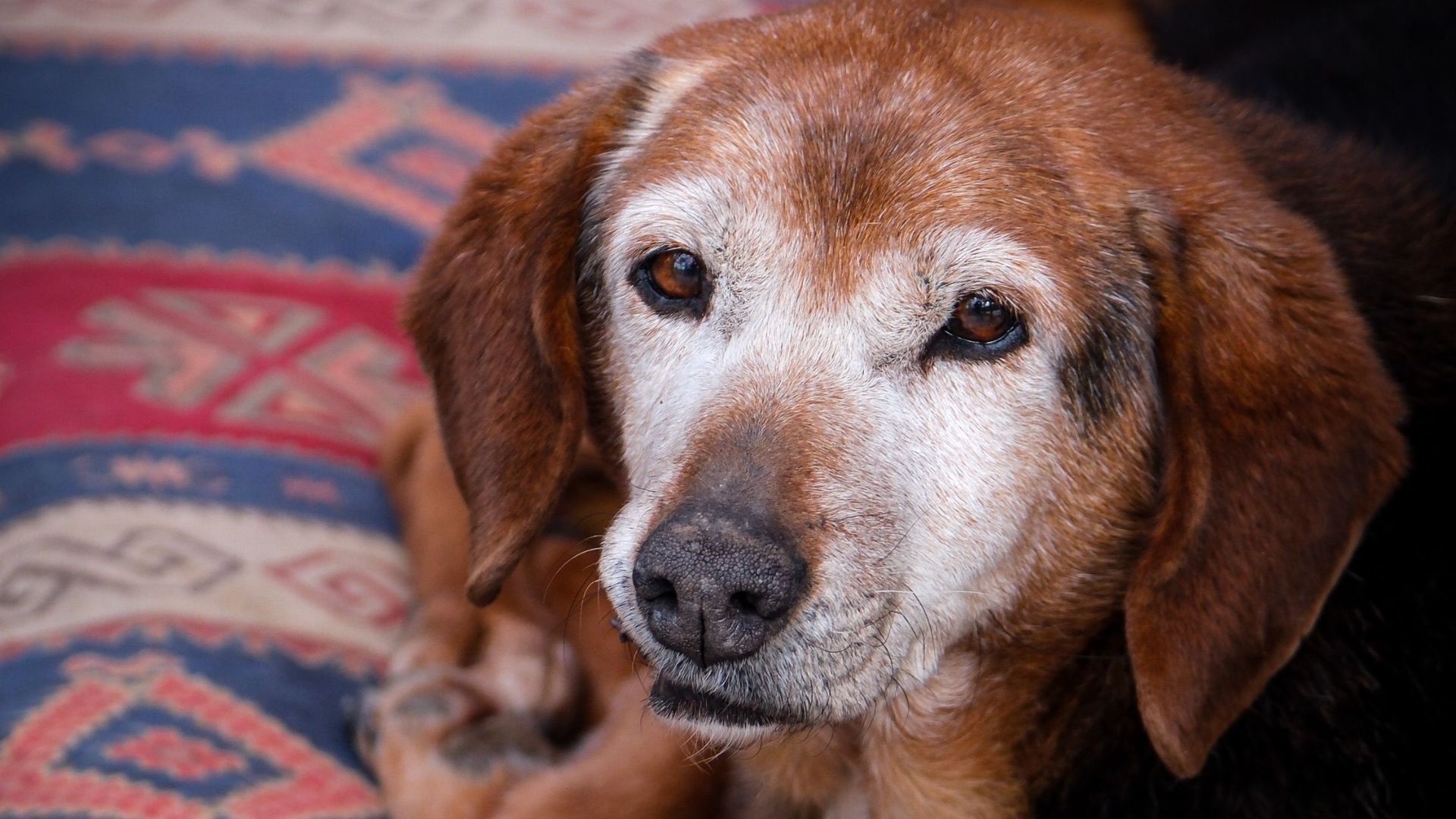 A senior dog relaxes on a vibrant patterned rug in Ankara, Türkiye, exuding a serene and wise presence.