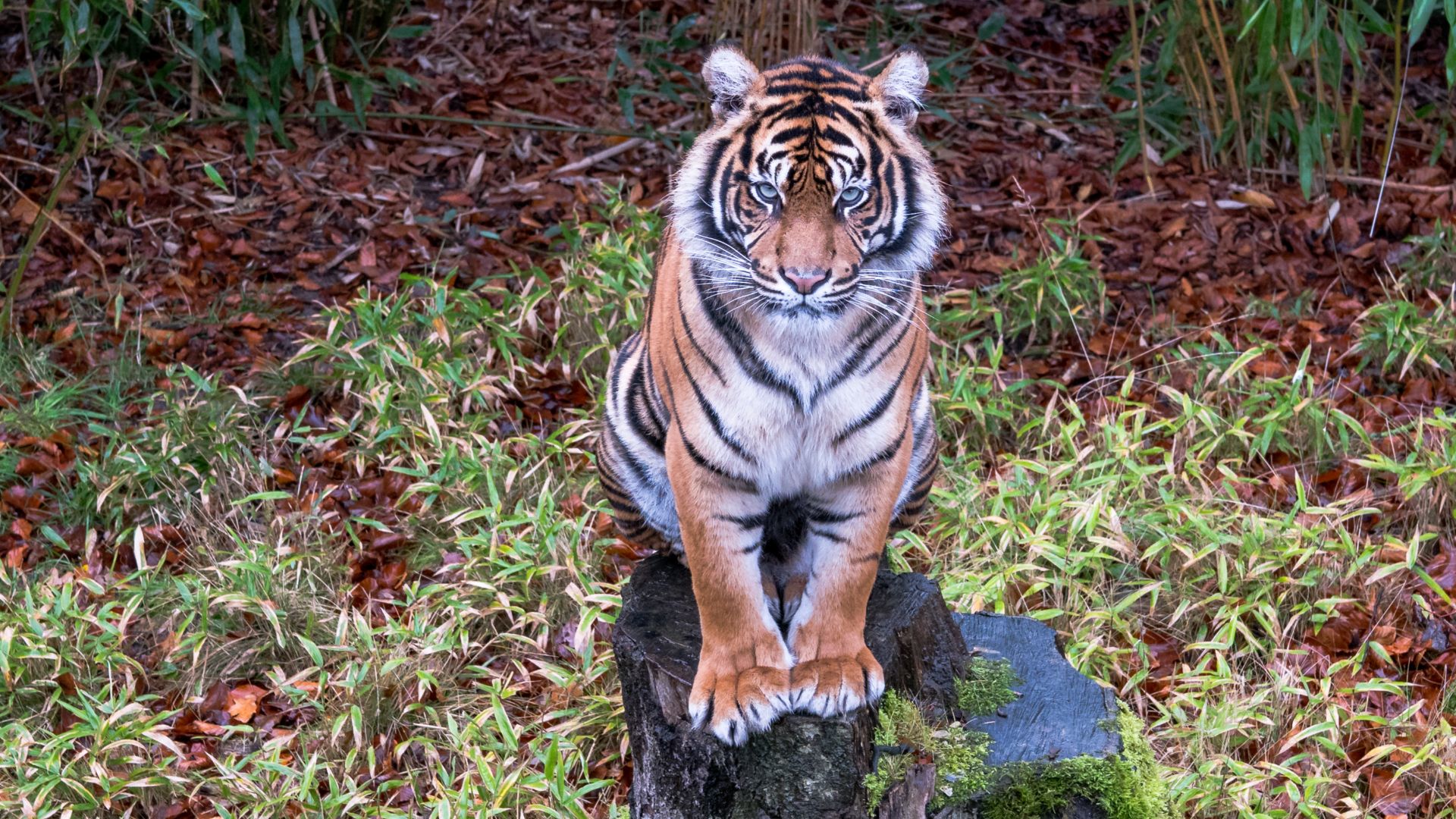 Sumatran tiger (Panthera tigris sumatrae) at Osnabrück Zoo. Lower Saxony, Germany