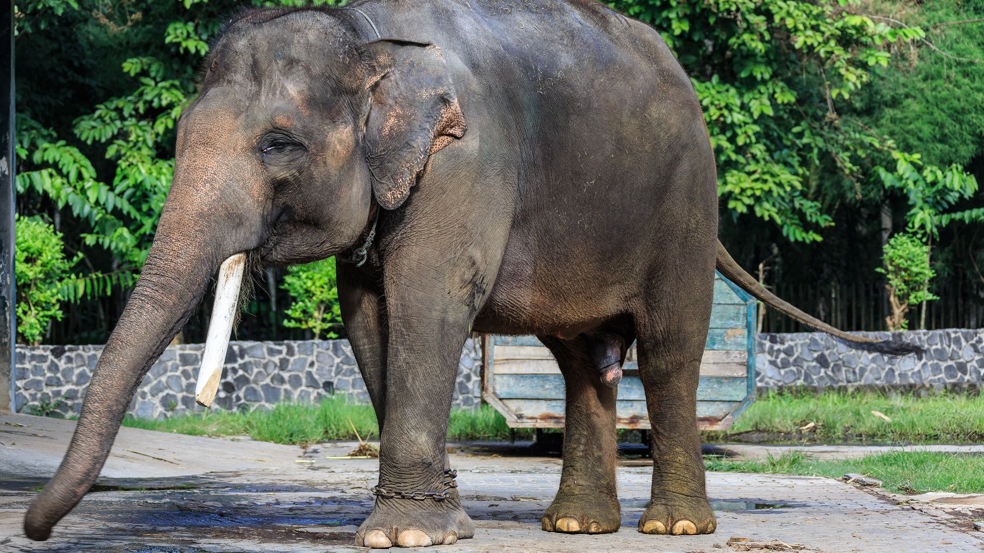 Borobudur temple Park, Indonesia: A male elephant at Borobudur Elephant Cage.