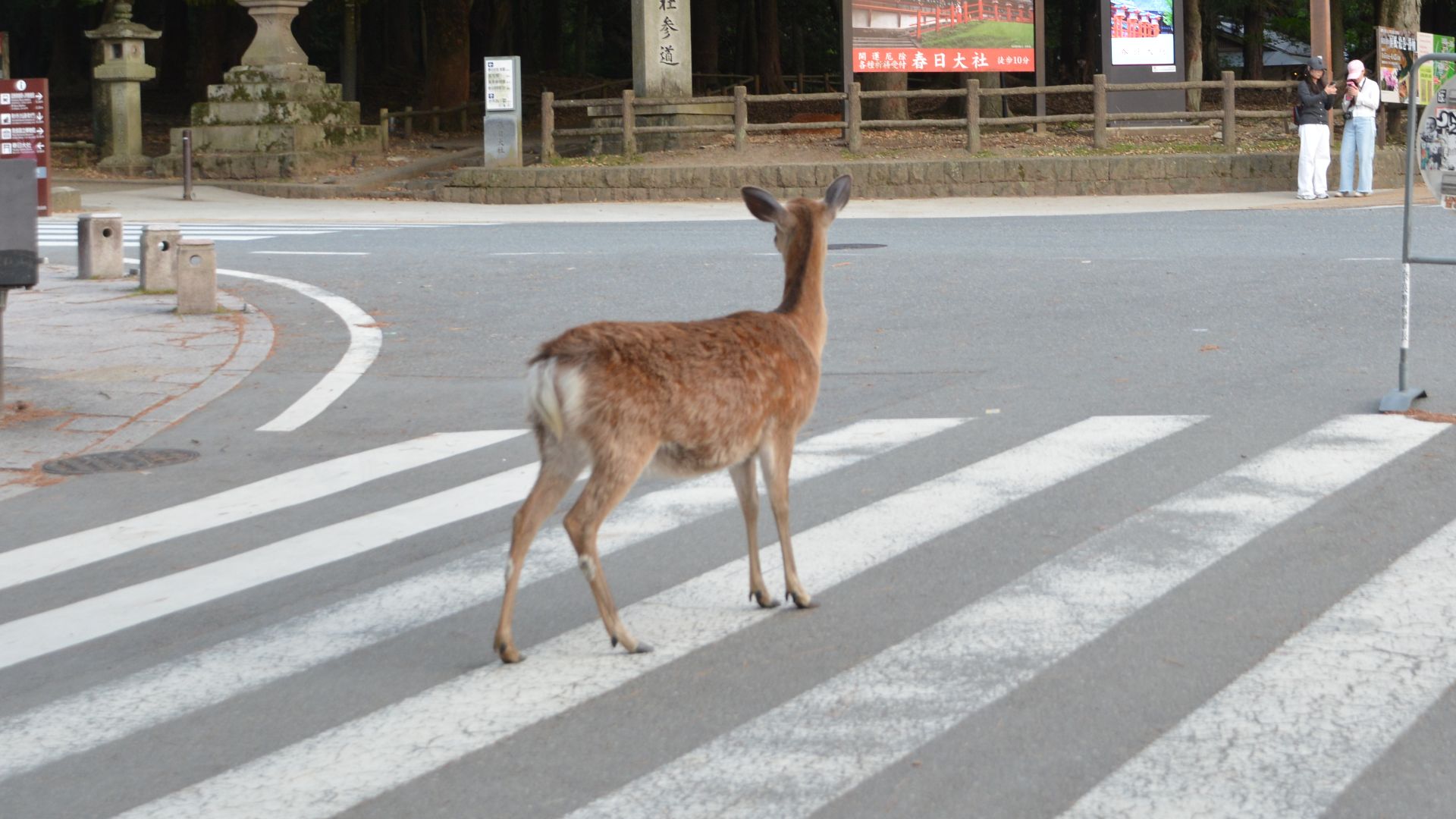 Deer in Nara