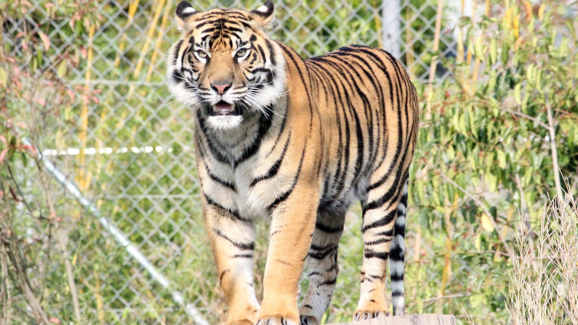 Sumatran Tiger at Chester Zoo