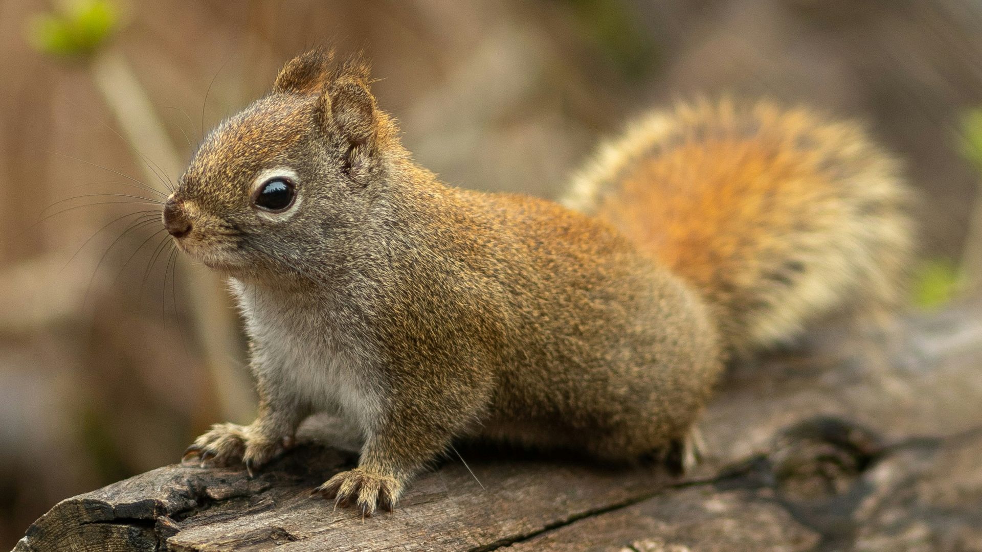 brown squirrel on tree log