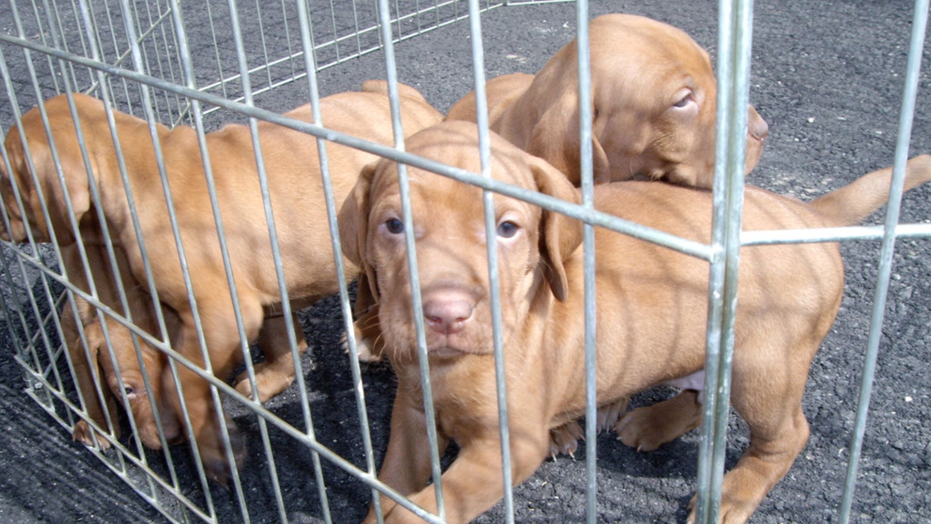 Vizsla puppies.