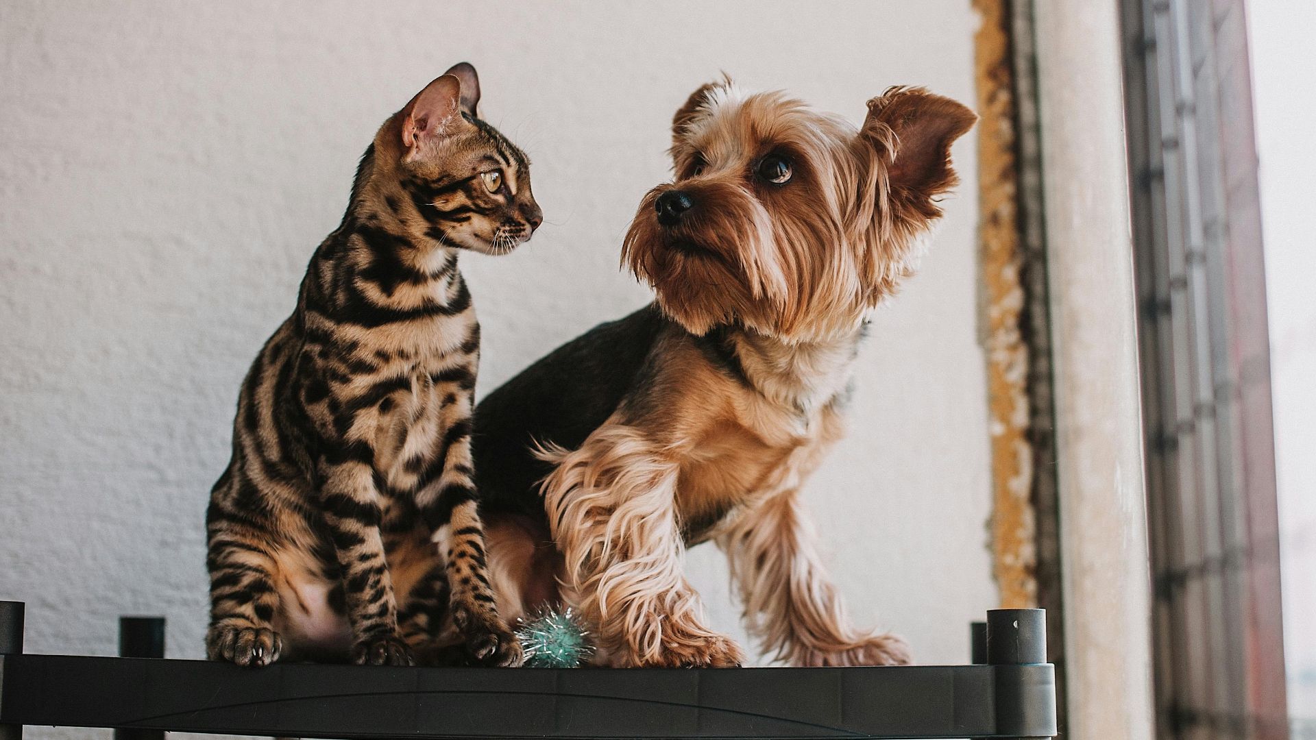 A Bengal cat and Yorkshire Terrier sit together on a shelf by a window, showcasing pet companionship.