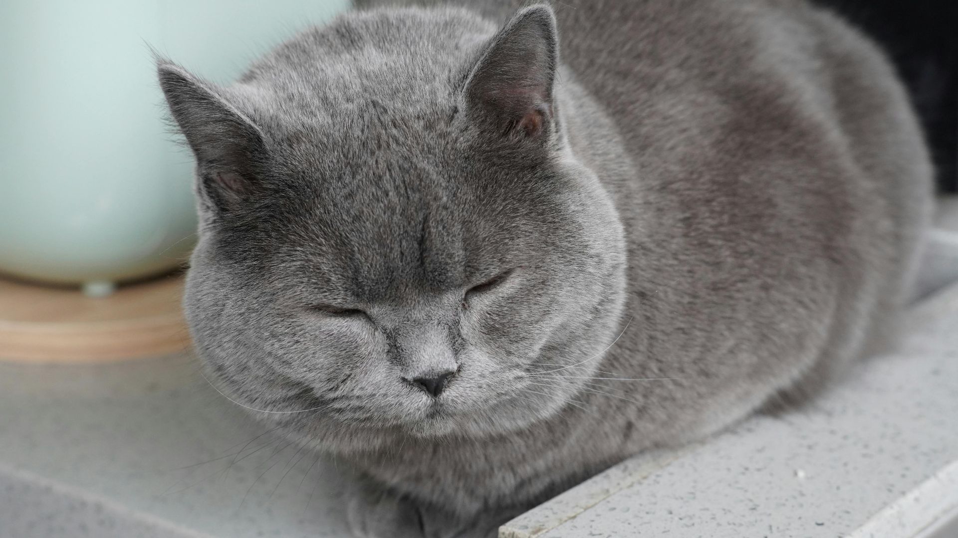 A close-up shot of a gray British Shorthair cat resting indoors, showcasing its fluffy fur.