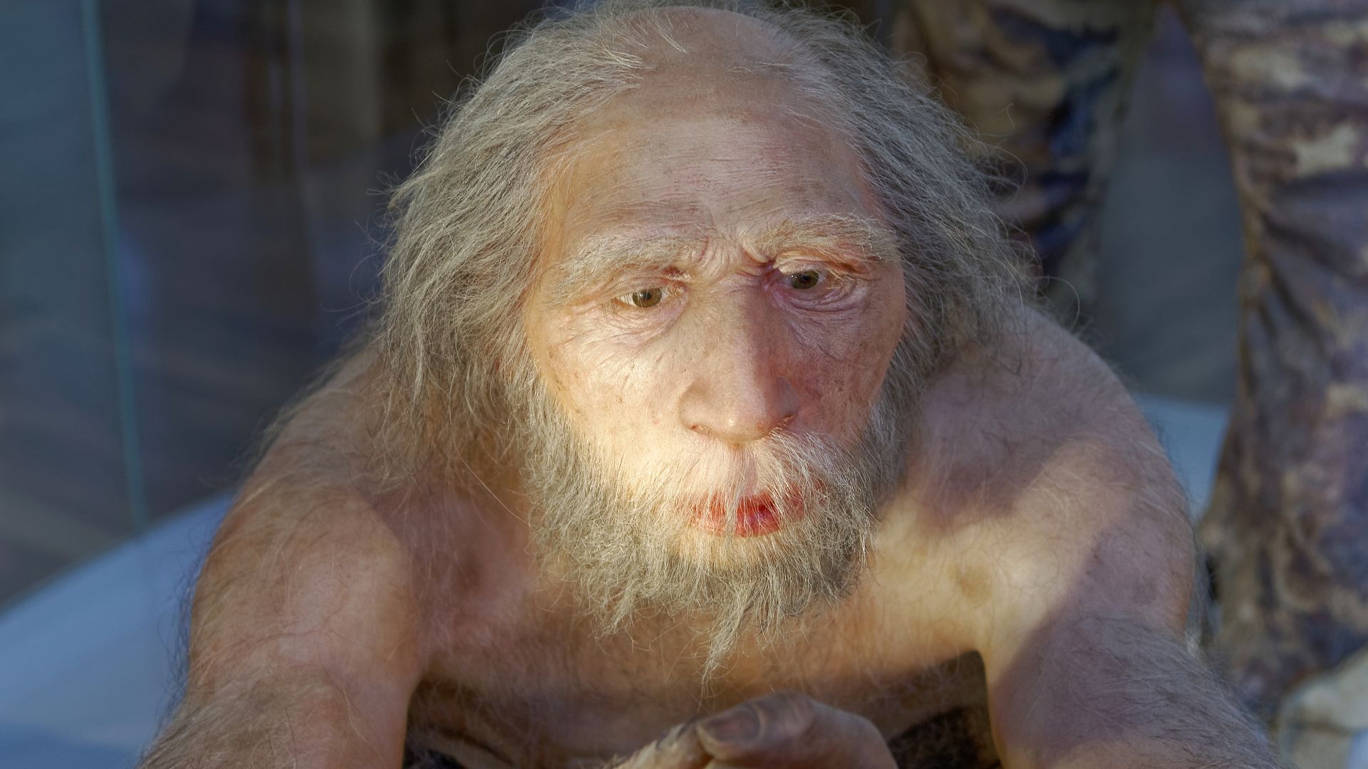 Model of Homo neanderthalensis elder man in The Natural History Museum, Vienna