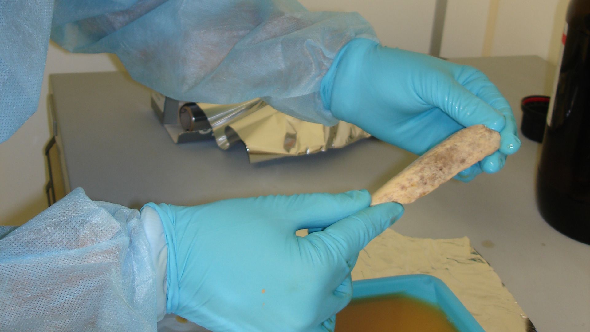 Working in a clean room, researchers at the Max Planck Institute for Evolutionary Anthropology in Leipzig, Germany, took extensive precautions to avoid contaminating Neanderthal DNA samples - extracted from bones like this one - with DNA from any other so