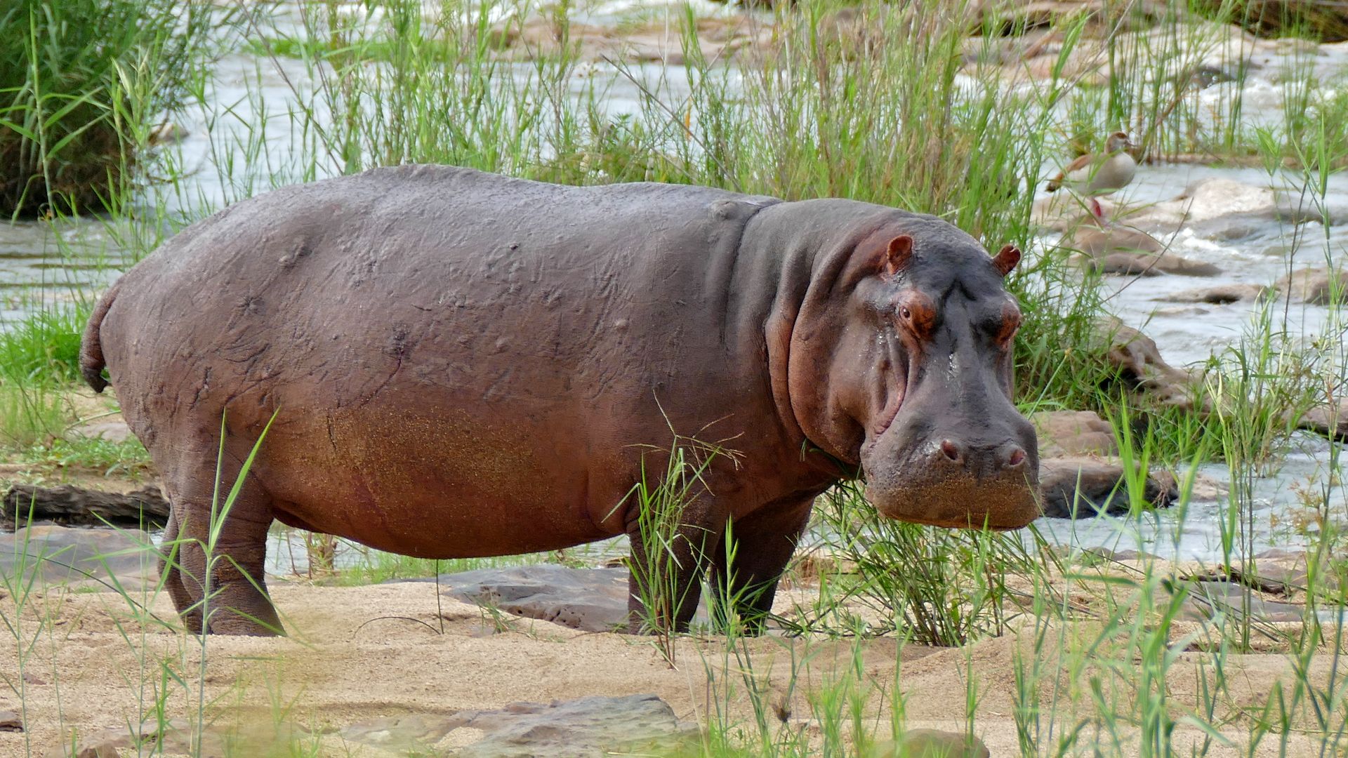 Hippo Pools, S27 Road West of Crocodile Bridge, Kruger NP, SOUTH AFRICA