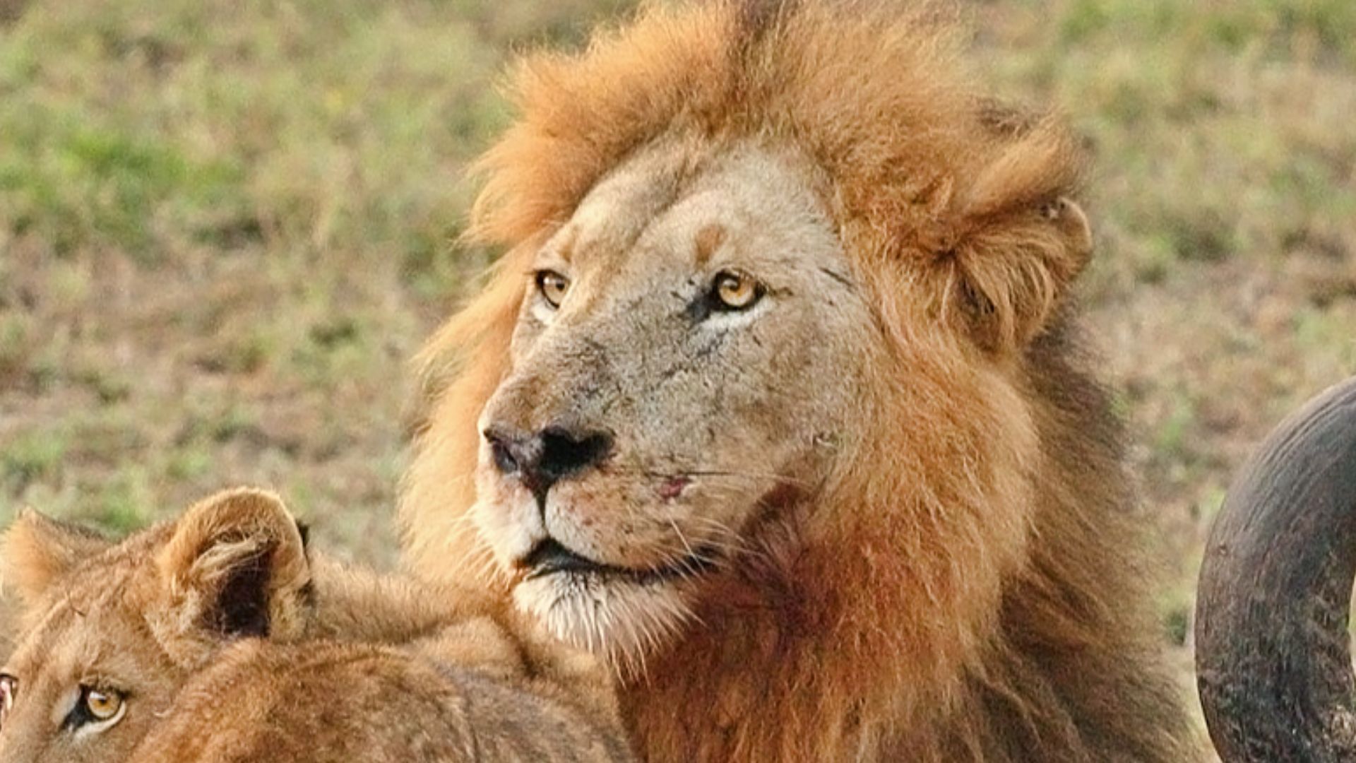 Male Lion (Panthera leo) and Cub eating a Cape Buffalo in Northern Sabi Sand Game Reserve, South Africa.