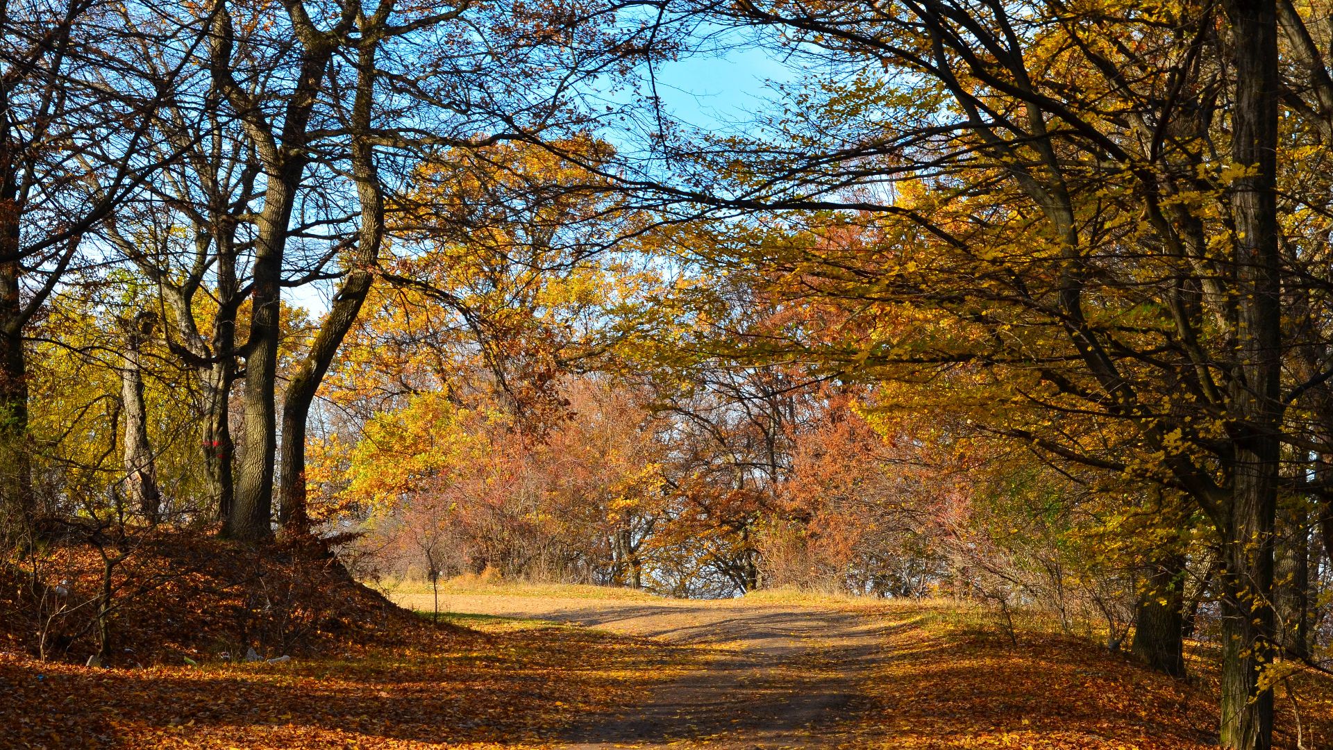 Hoia toamna/Hoia Forest autumn 2012