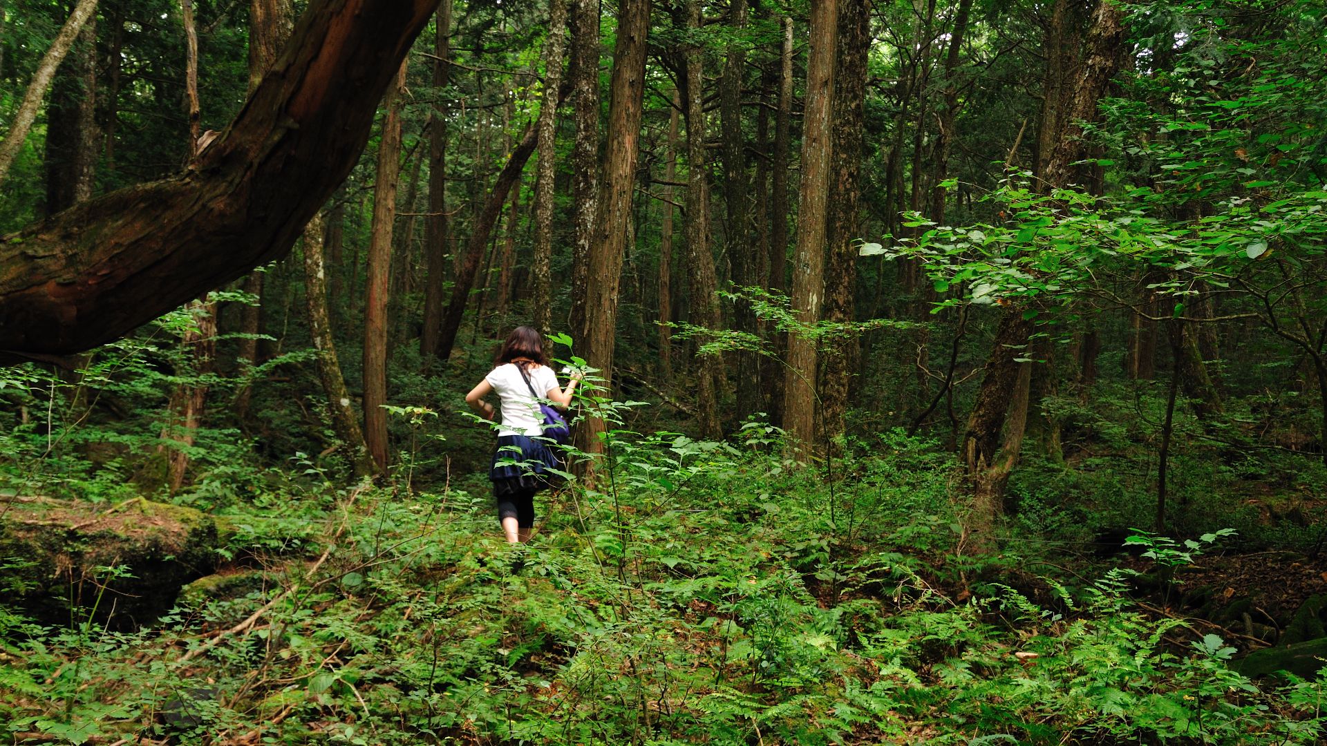 Aokigahara forest in Yamanashi, Japan.