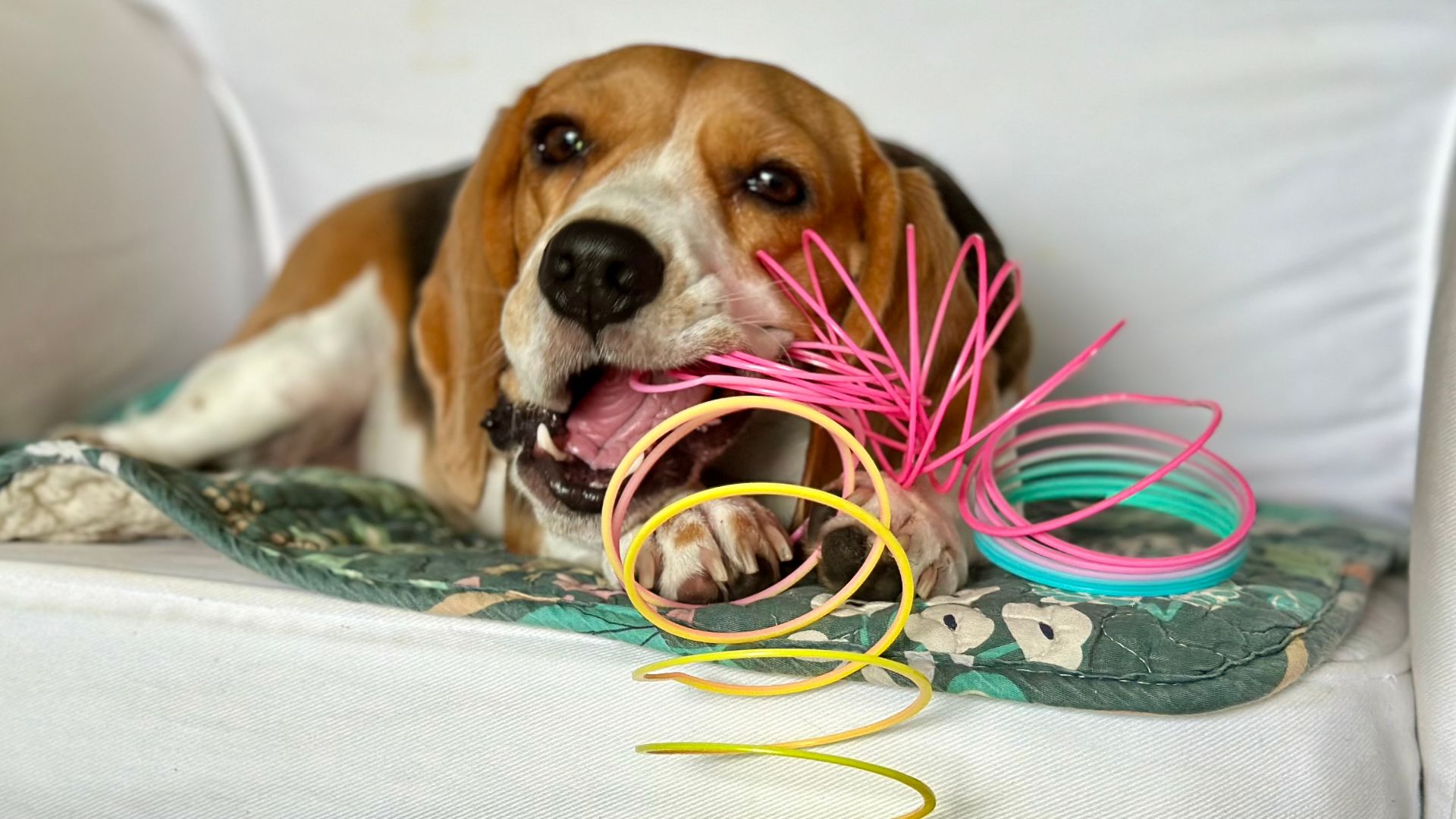 Coco the beagle chewing on a slinky