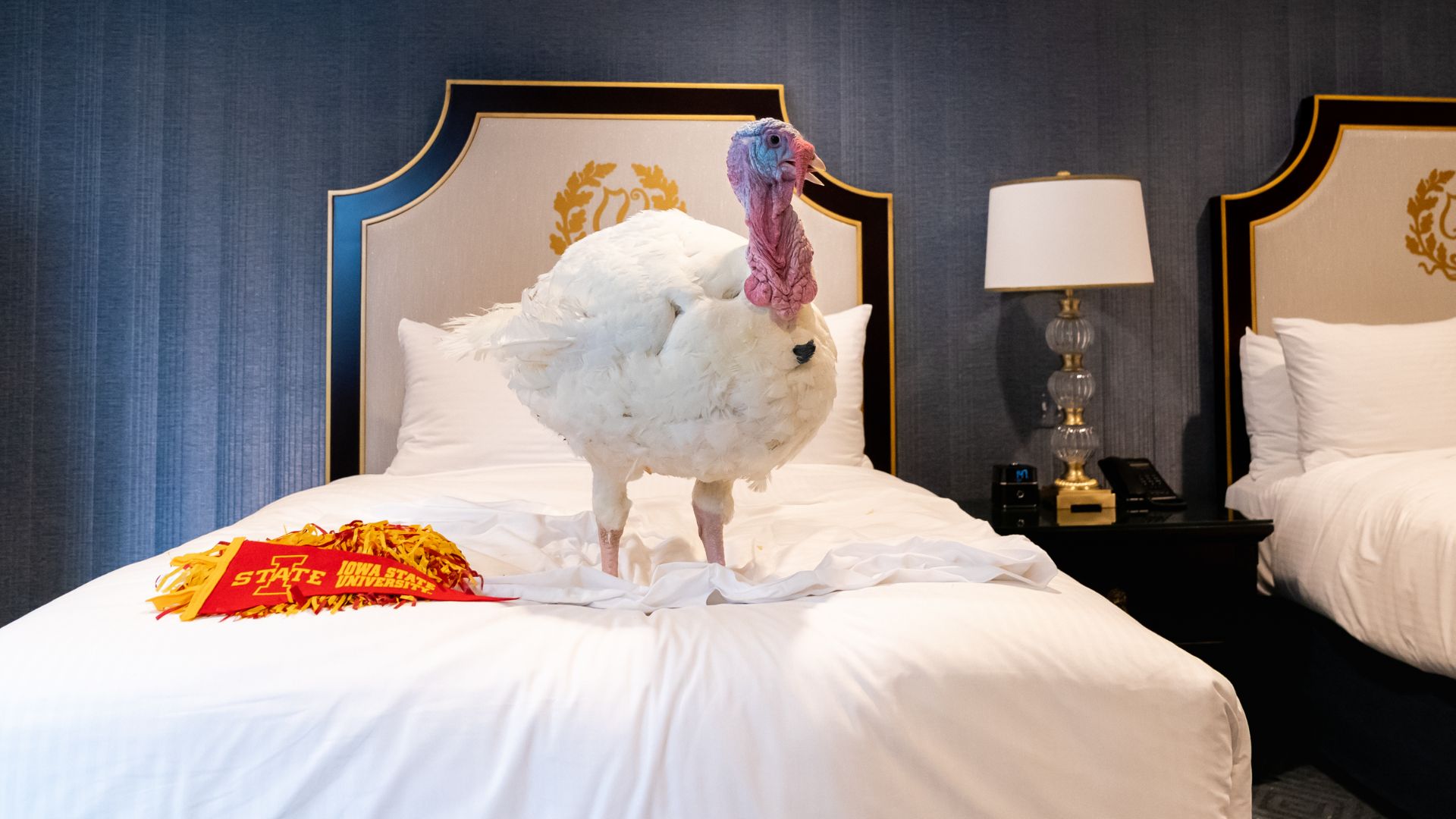 The Presidential Turkeys arrive at The Willard Hotel in Washington, D.C., Sunday, Nov. 22, 2020, ahead of Tuesday’s National Thanksgiving Turkey Pardoning Ceremony at the White House. (Official White House Photo by Andrea Hanks)