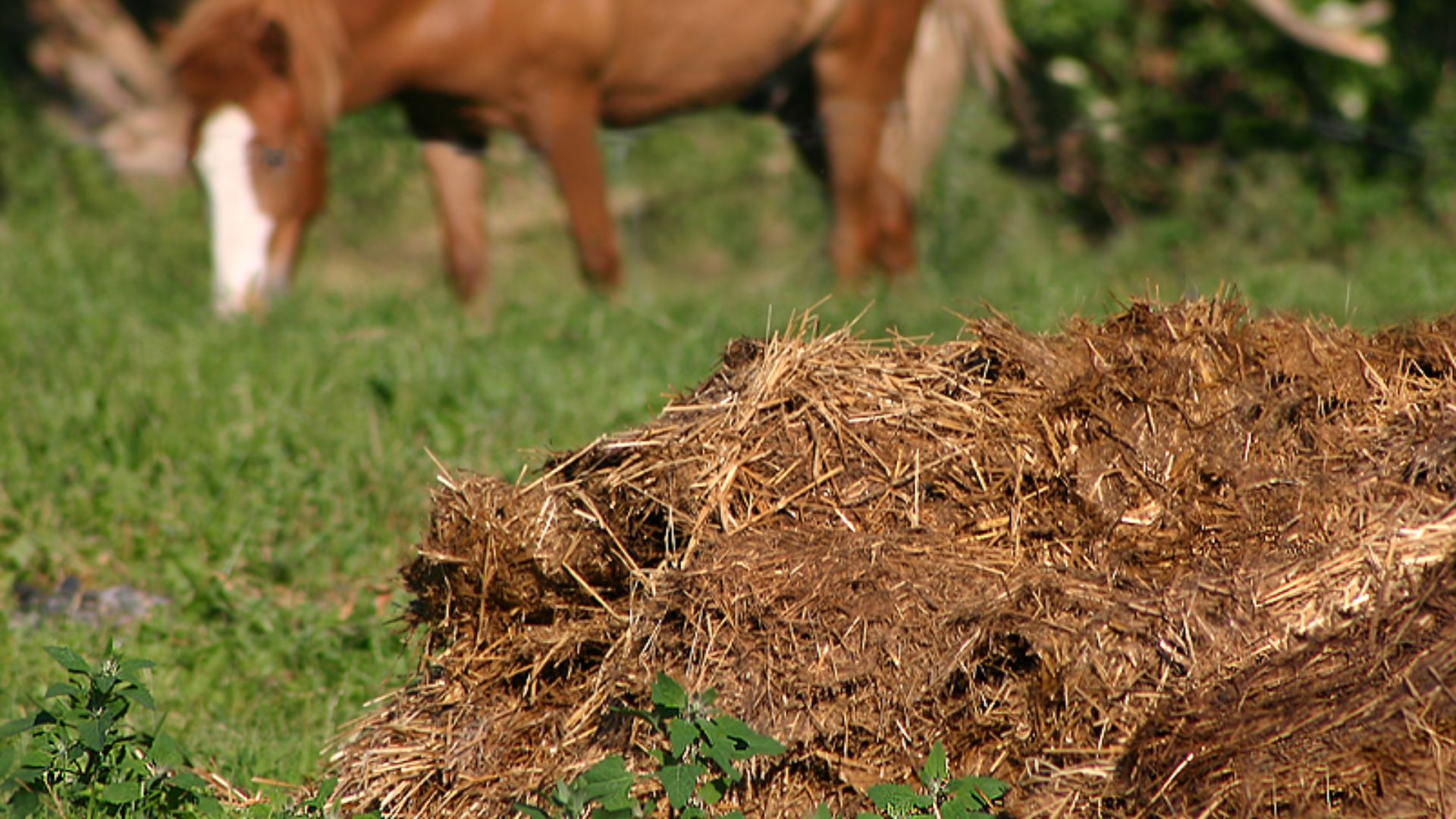 Manure, a field in Randers in Denmark.