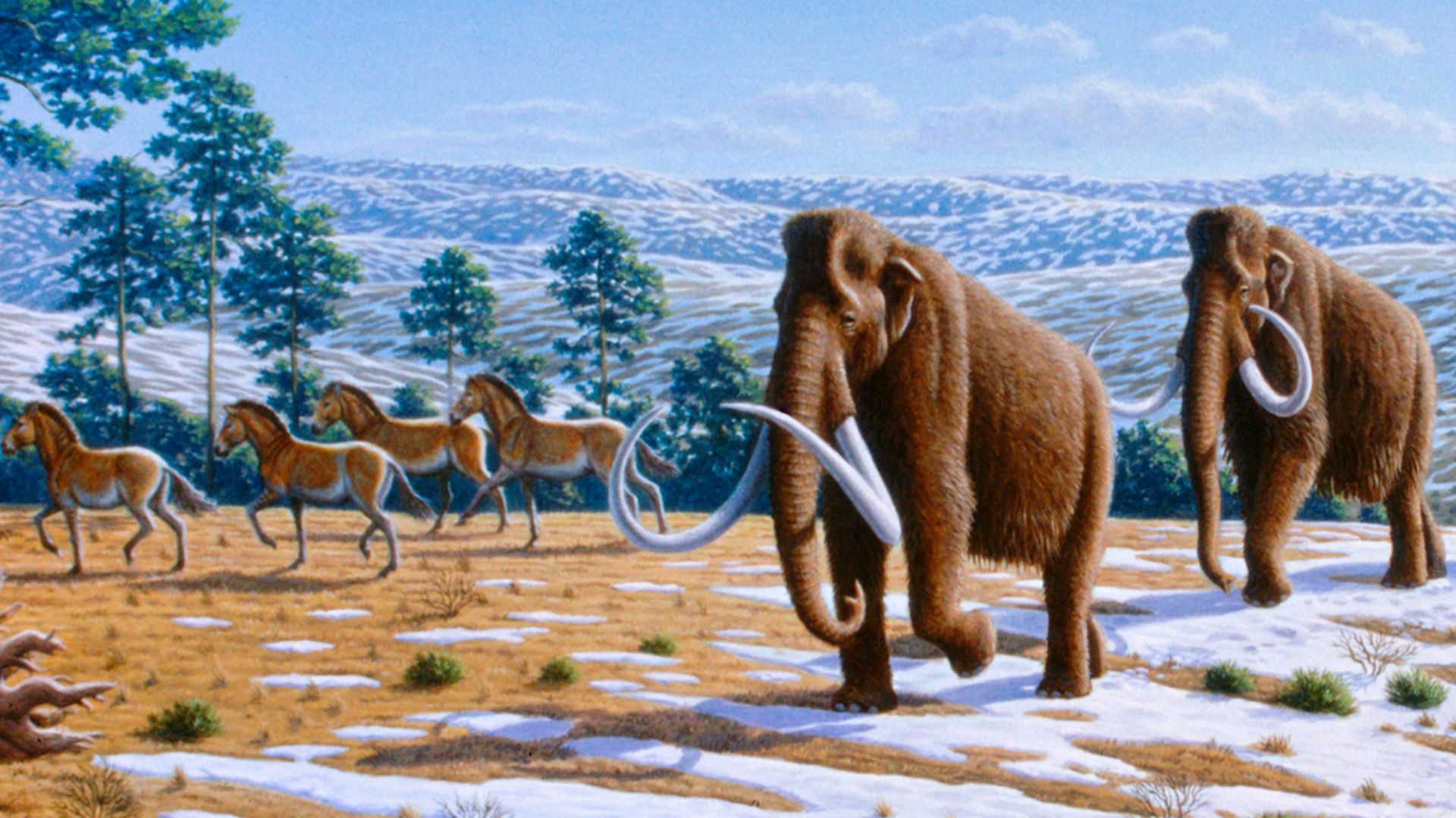 Woolly mammoths were driven to extinction by climate change and human impacts. The image depicts a late Pleistocene landscape in northern Spain with woolly mammoths (Mammuthus primigenius), equids, a woolly rhinoceros (Coelodonta antiquitatis), and Europe