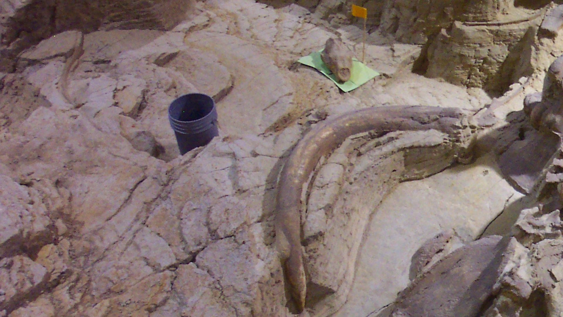 The Mammoth Site at Hot Springs, South Dakota is a paleontological site where mammoths and other megafauna got trapped in a sinkhole and drown about 26,000 years ago. Their bones were buried and preserved. The male specimen seen here is nicknamed