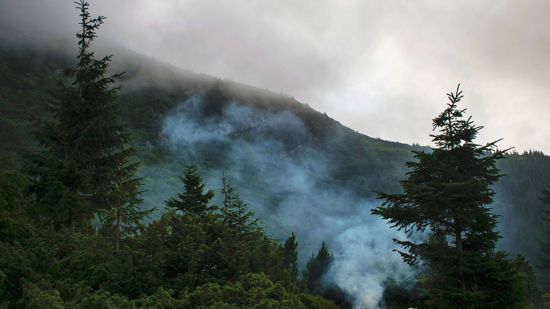 Misty atmosphere over Carpathian mountains in Ukraine with lush green pine trees.