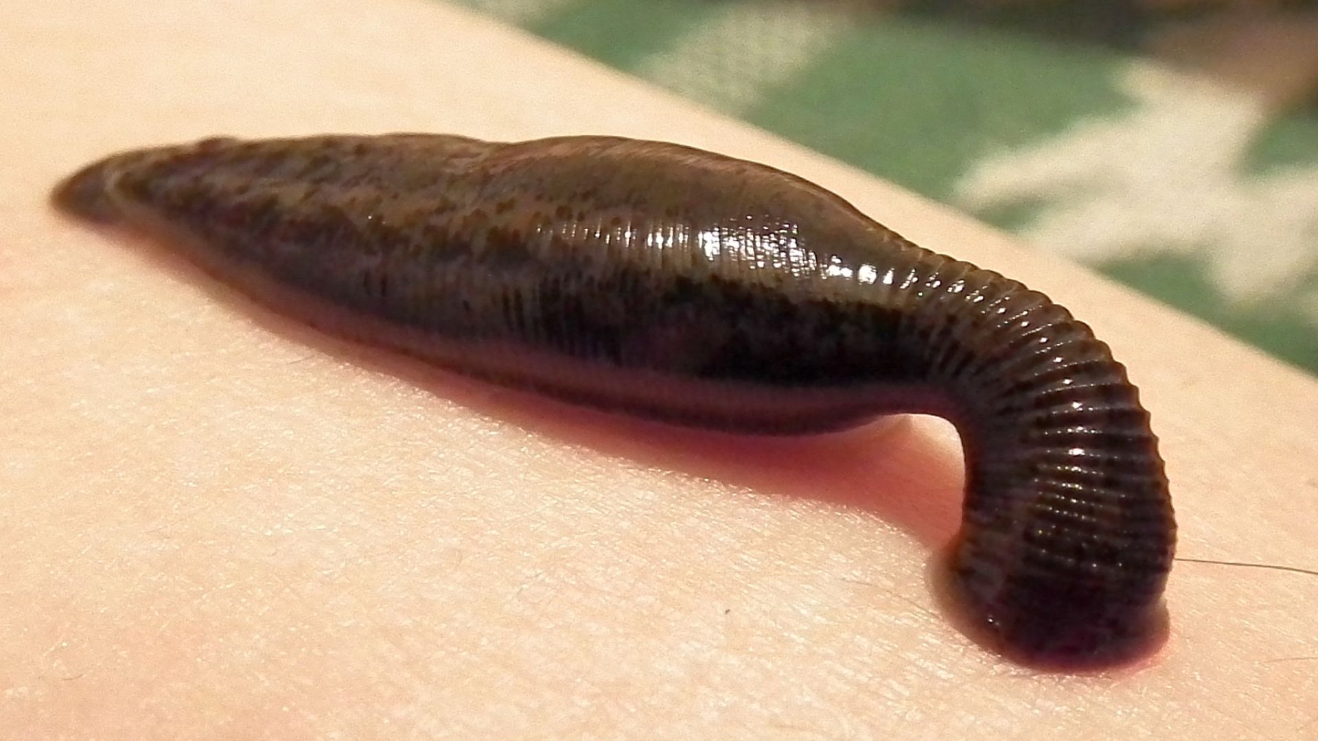 Sucking leech (Hirudo medicinalis)