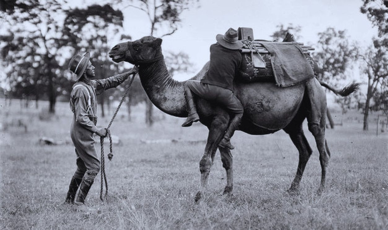 Camel Corps Experiment