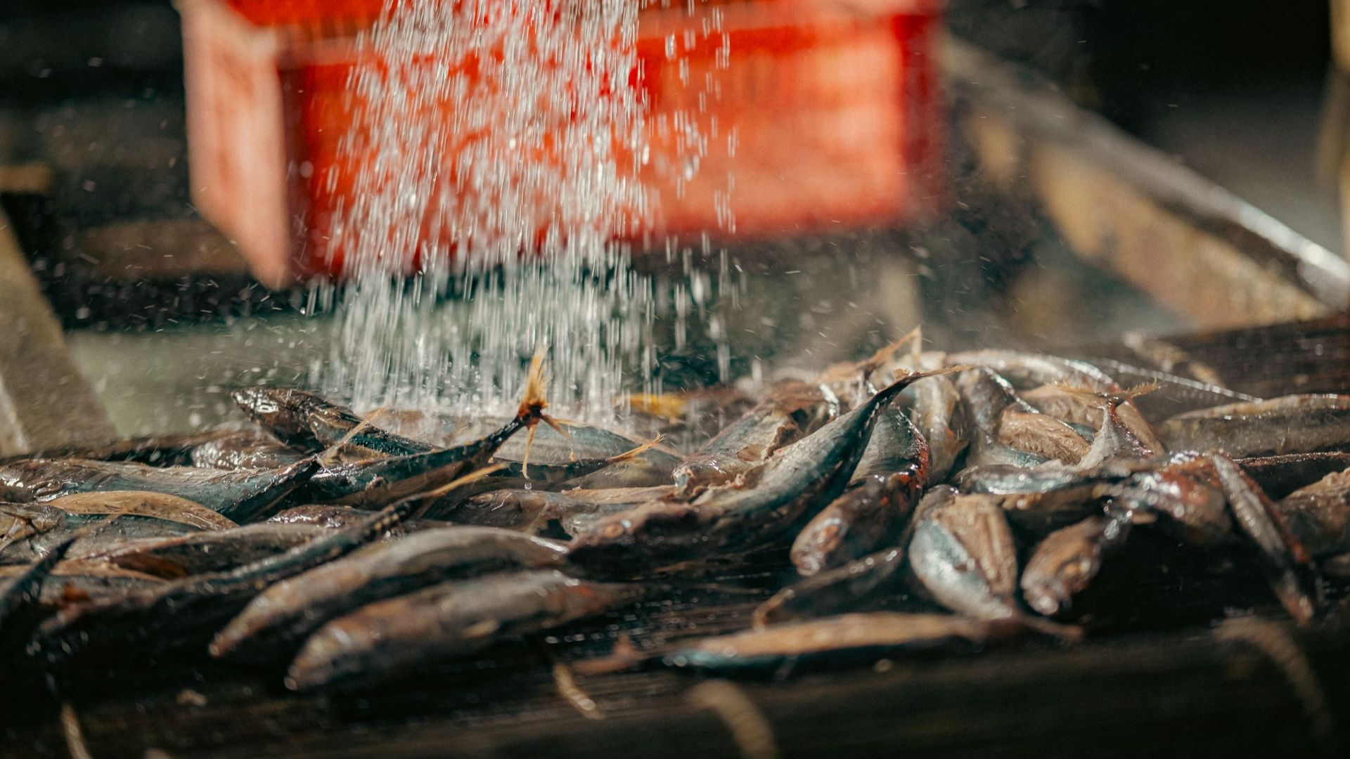 A close-up of fresh fish being washed with water at a local fish market, highlighting freshness.
