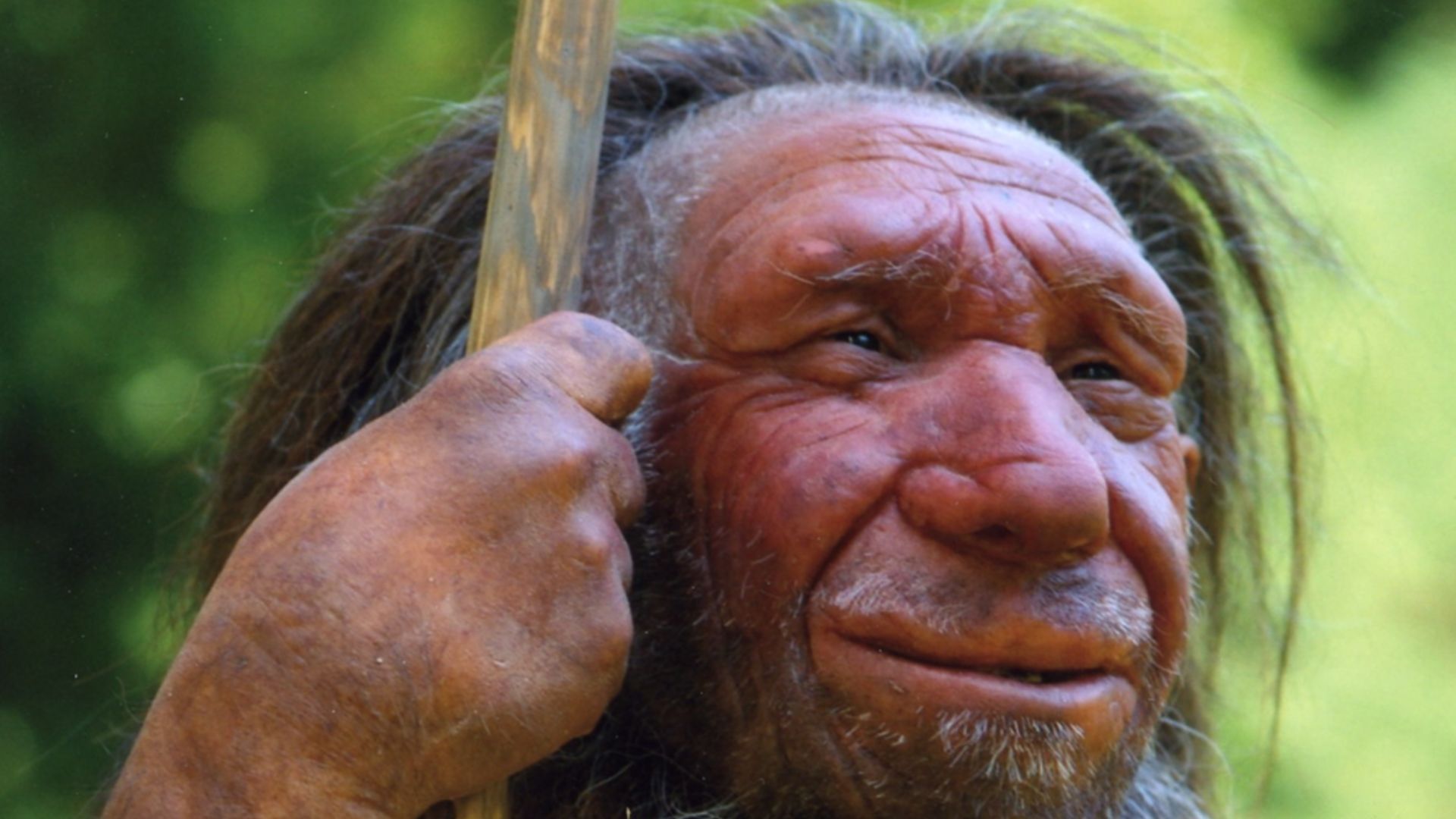Lebend-Rekonstruktion im Neanderthal-Museum (Erkrath, Mettmann) eines Homo sapiens neanderthalensis „Mr. N“ (Ausschnitt des Originalfotos)