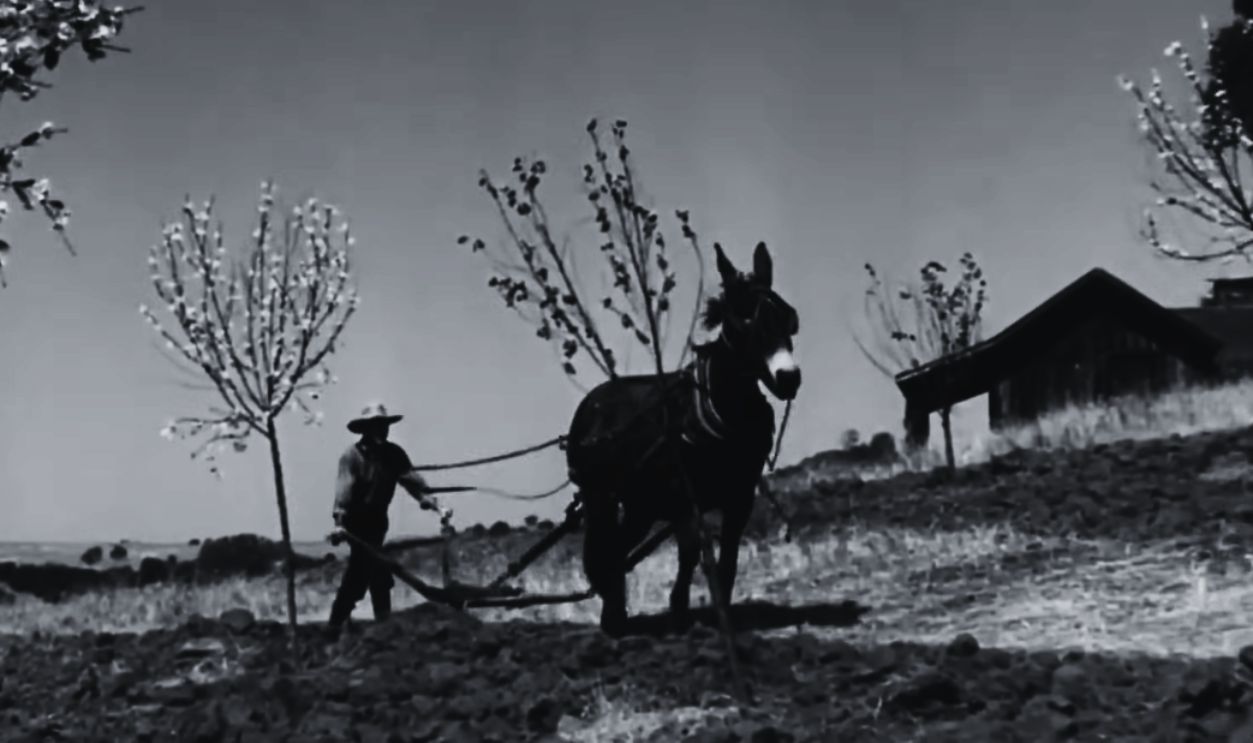 Screenshot from The Return of Frank James (1940) 