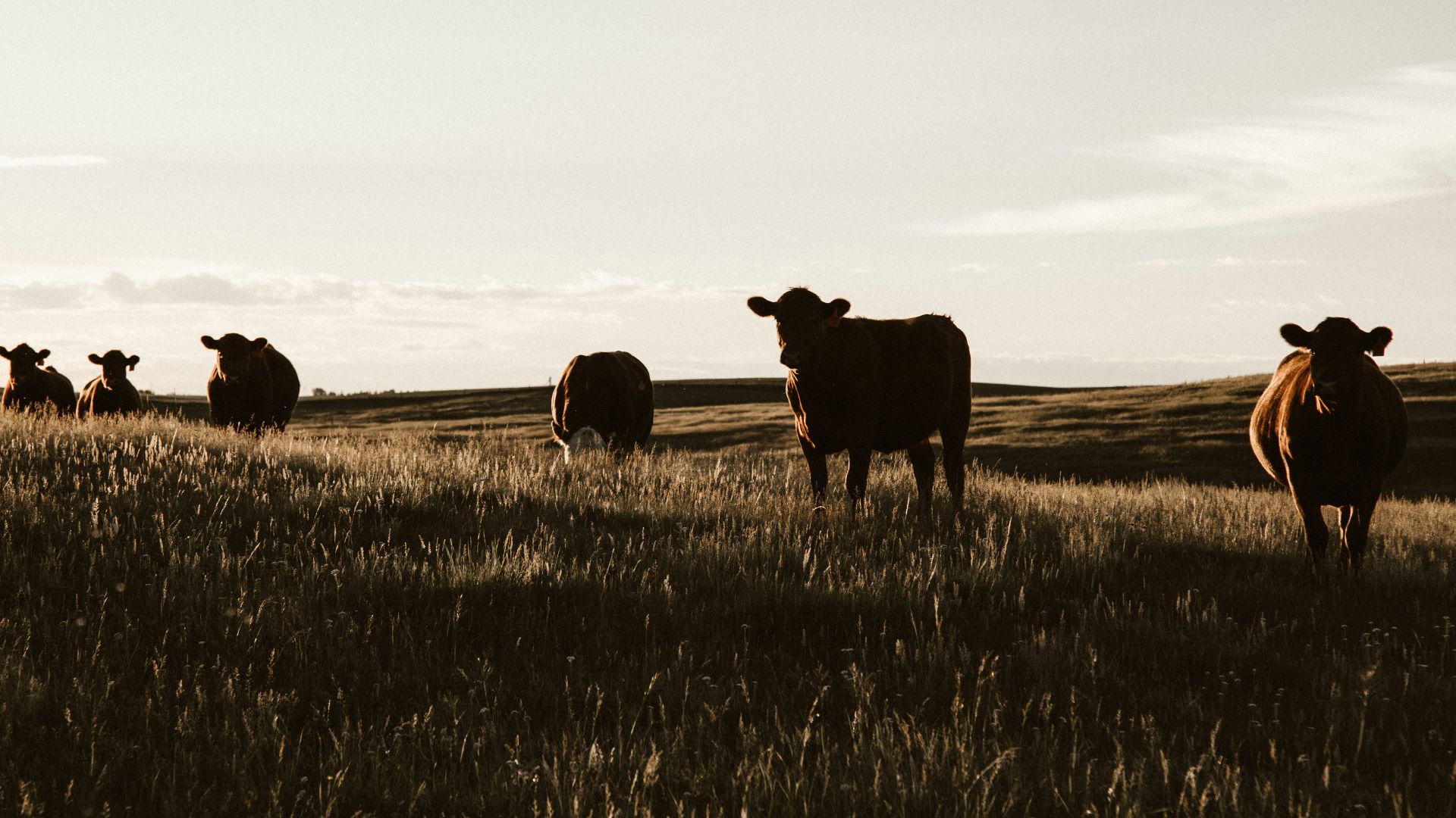 herd of cows on grassland