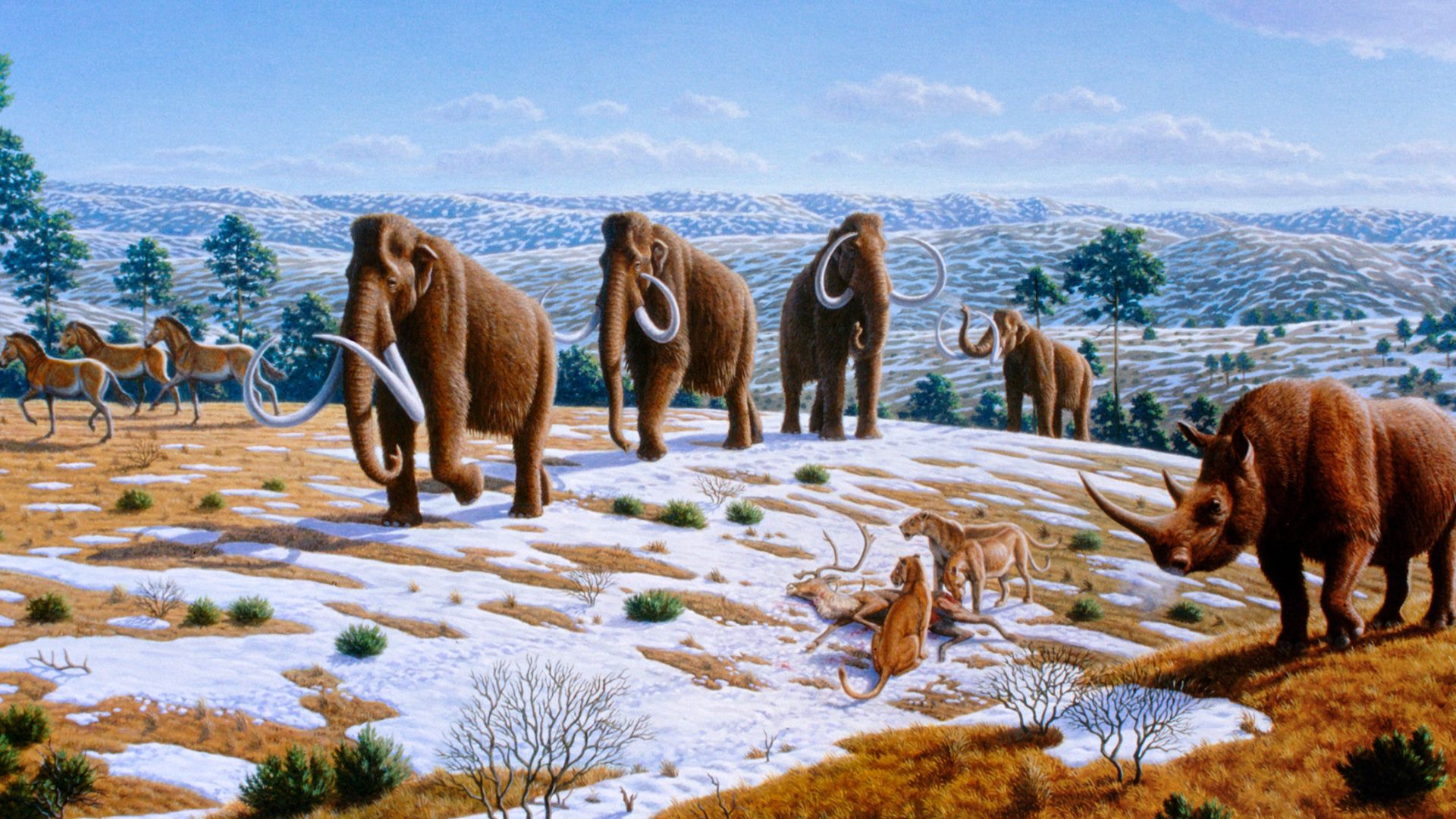 Woolly mammoths were driven to extinction by climate change and human impacts. The image depicts a late Pleistocene landscape in northern Spain with woolly mammoths (Mammuthus primigenius), equids, a woolly rhinoceros (Coelodonta antiquitatis), and Europe
