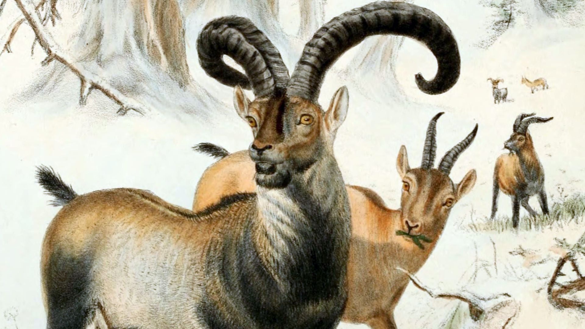 Plate 22 (Spanish Tur) from the book 'Wild oxen, sheep & goats of all lands, living and extinct' (1898) by Richard Lydekker. From a sketch by Joseph Wolf in the possession of Lady Brooke. The ram in the foreground was killed in the Val d'Arras.