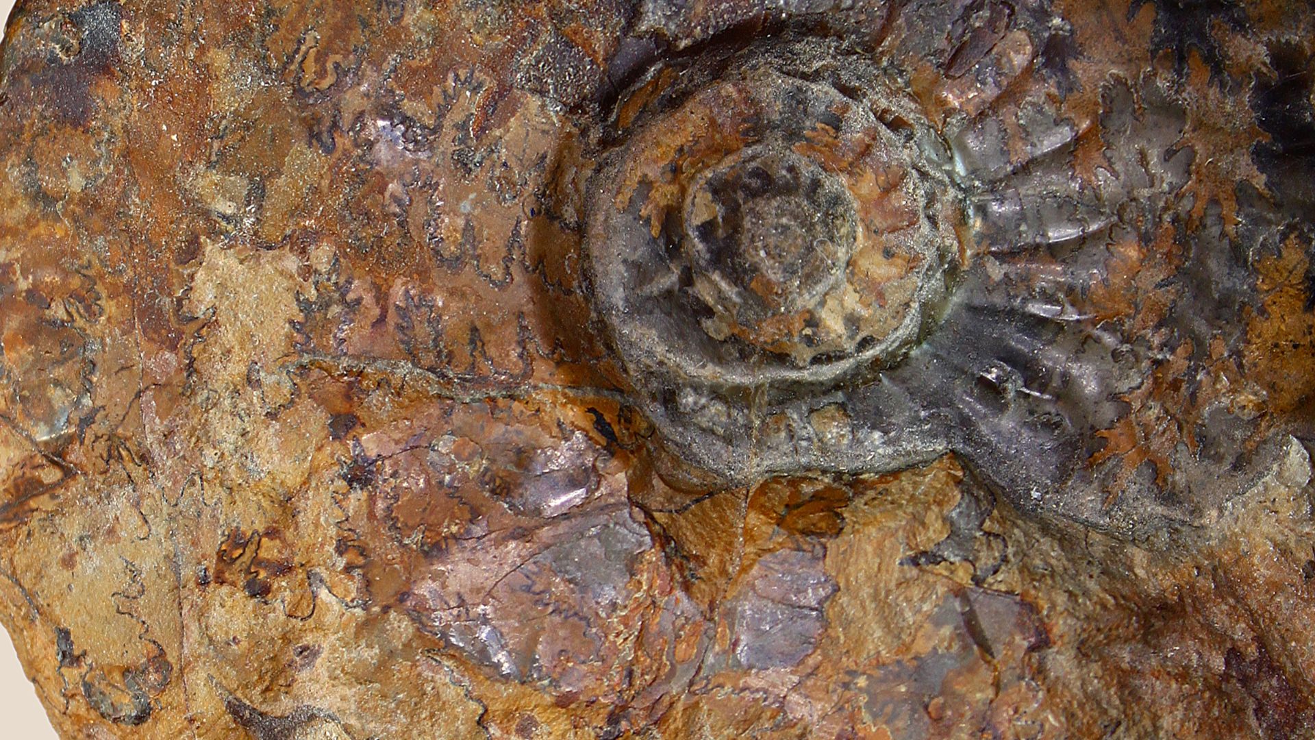 Ludwigia murchisonae, Graphoceratidae; Diameter: 8.5 cm; Upper Aalenian, Midddle Jurassic; Geisingen, Germany; own collection, therefore not geocoded.
