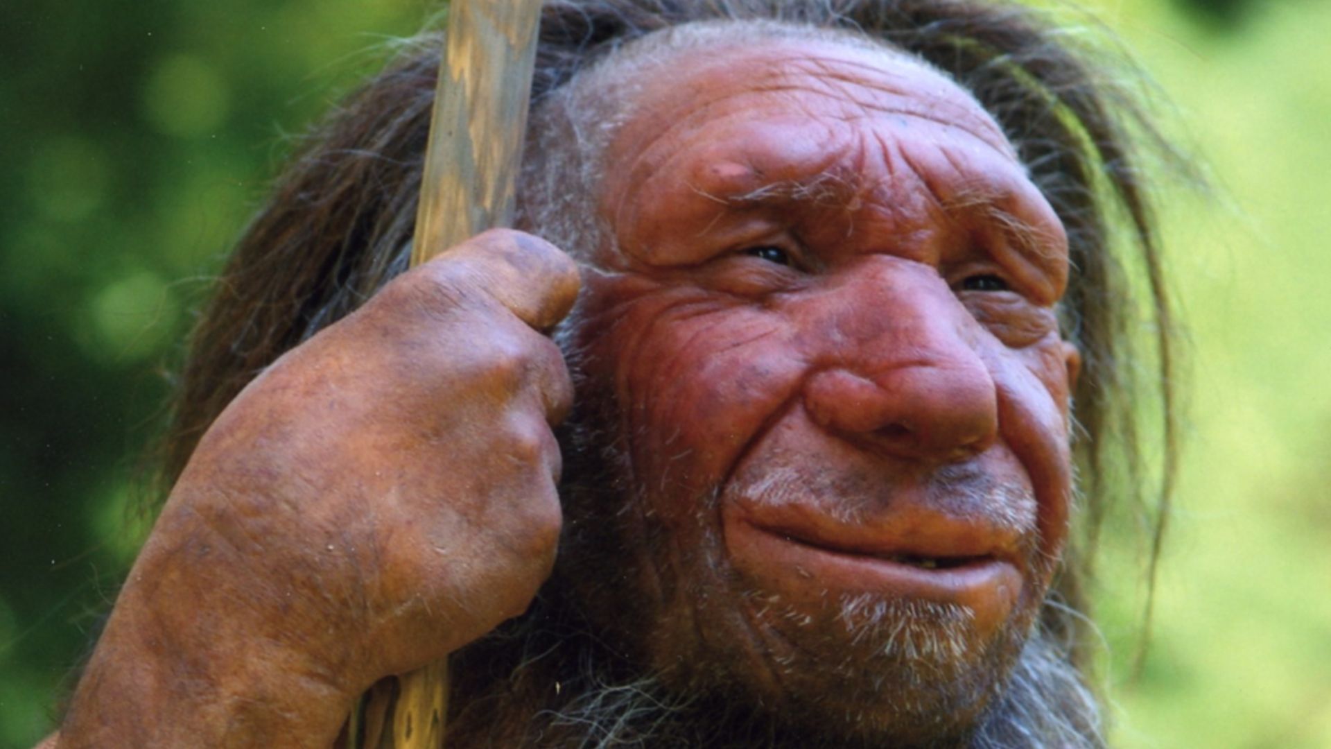 Lebend-Rekonstruktion im Neanderthal-Museum (Erkrath, Mettmann) eines Homo sapiens neanderthalensis „Mr. N“ (Ausschnitt des Originalfotos)