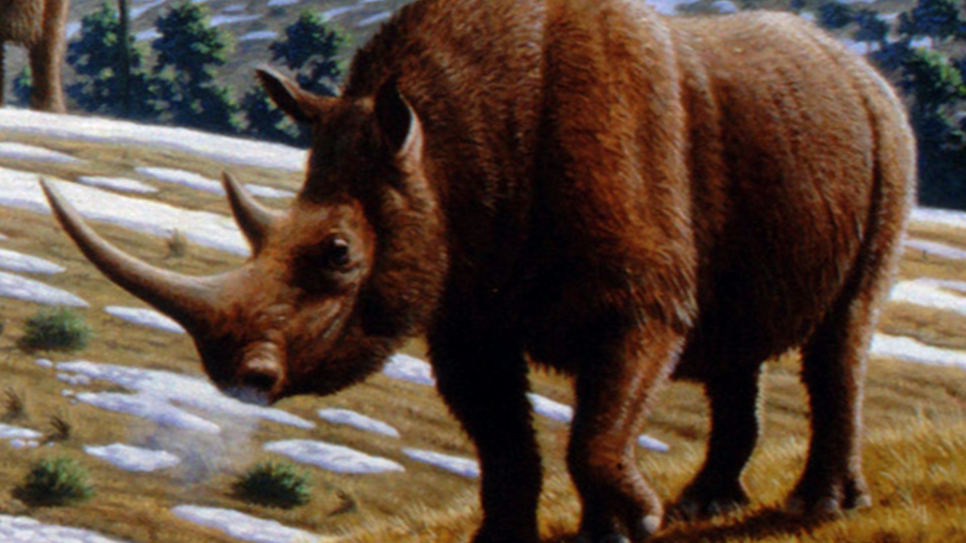 A woolly rhinoceros (Coelodonta antiquitatis) in a late Pleistocene landscape in northern Spain. (Information according to the caption of the same image in Alan Turner (2004)       National Geographic Prehistoric Mammals, Washington, D.C.:  National Geogr