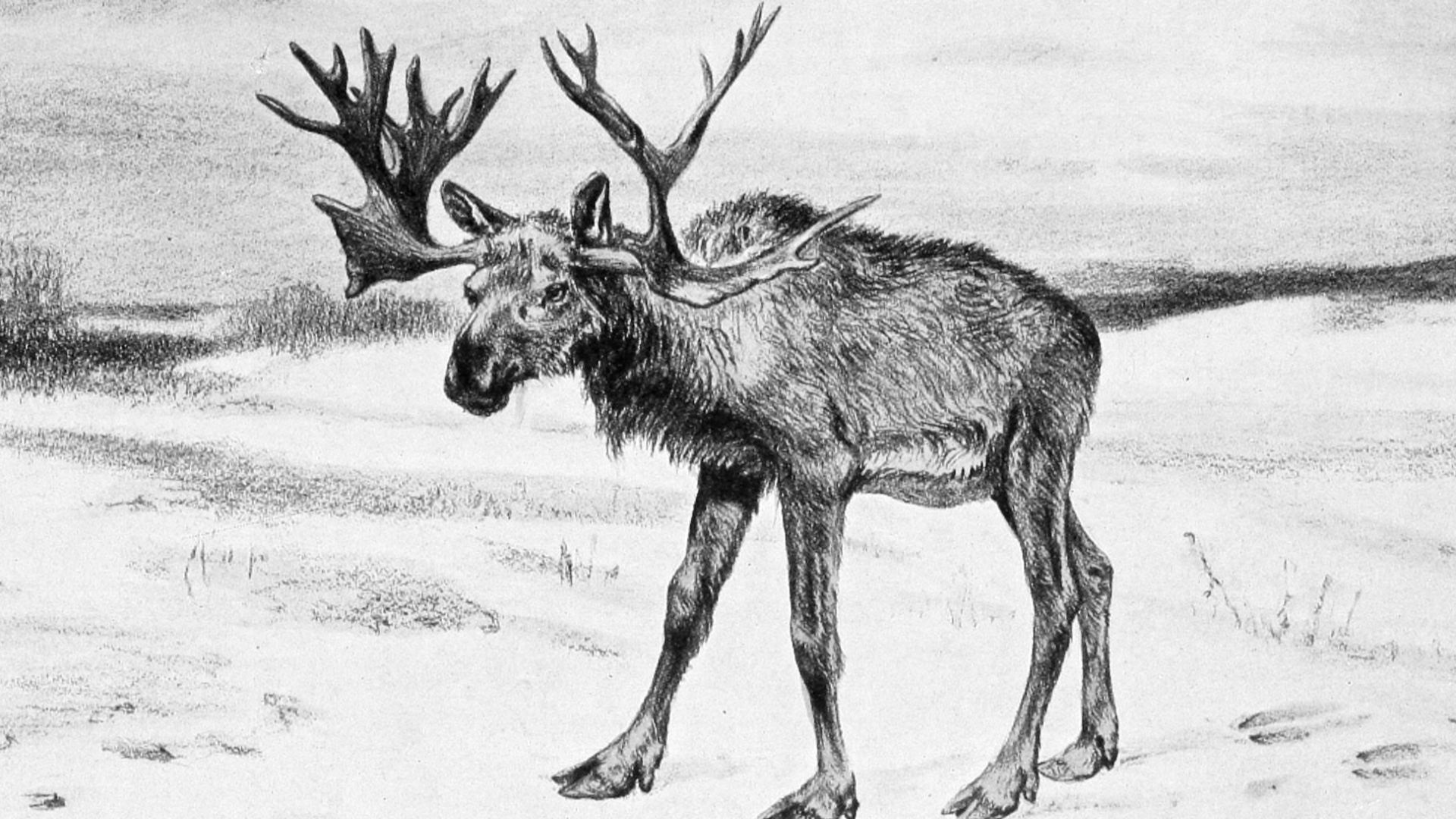 Life restoration of Cervalces scotti