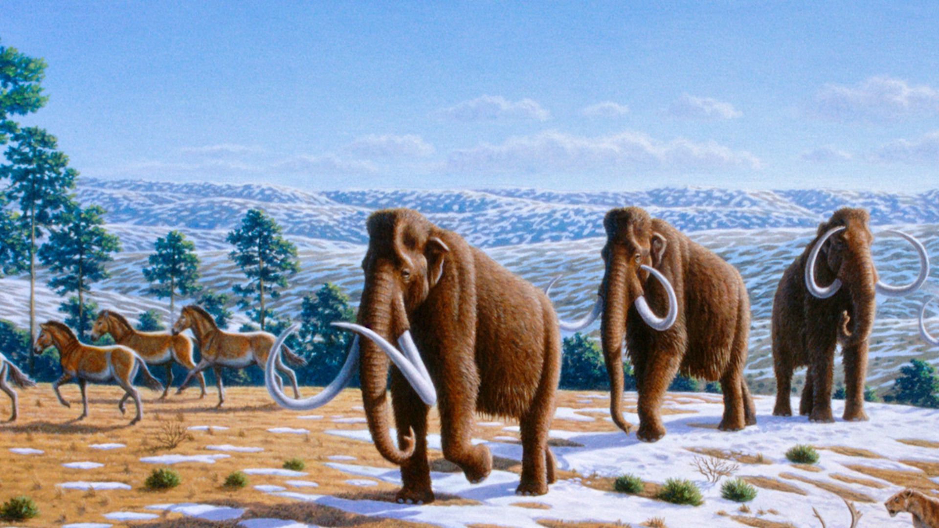 Woolly mammoths were driven to extinction by climate change and human impacts. The image depicts a late Pleistocene landscape in northern Spain with woolly mammoths (Mammuthus primigenius), equids, a woolly rhinoceros (Coelodonta antiquitatis), and Europe