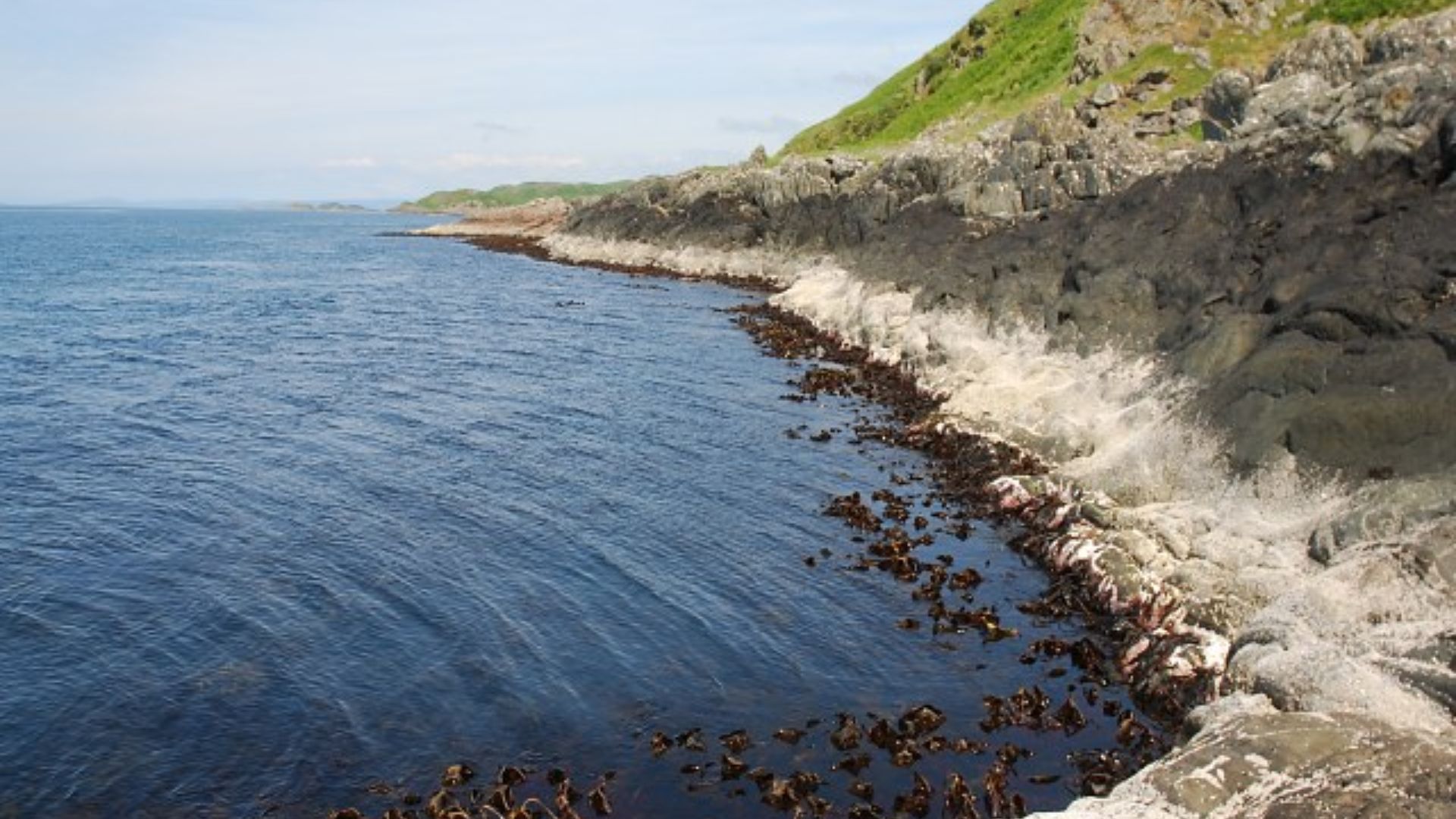 Exposed coast Apart from the kelp beds, which shelter in the water beneath the rocks, the only inhabitants of these rocks are barnacles.