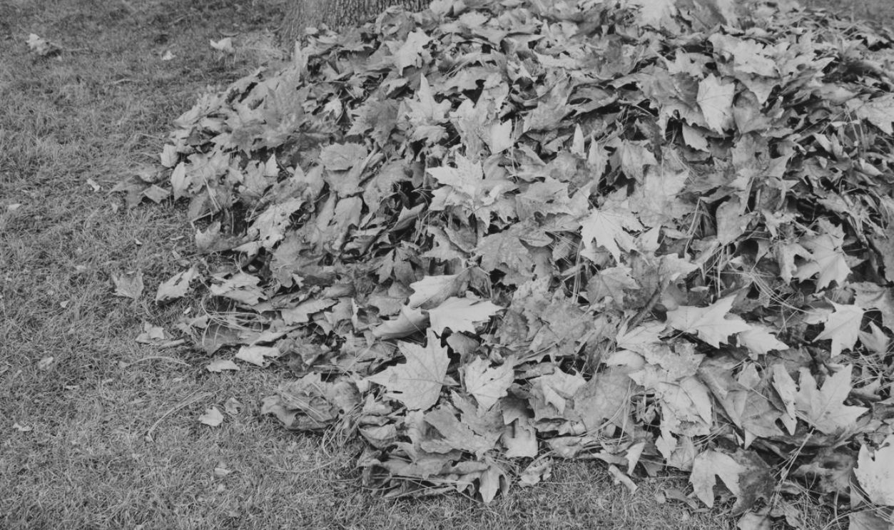 A vibrant pile of autumn leaves gathered on a lush green lawn, symbolizing the fall season