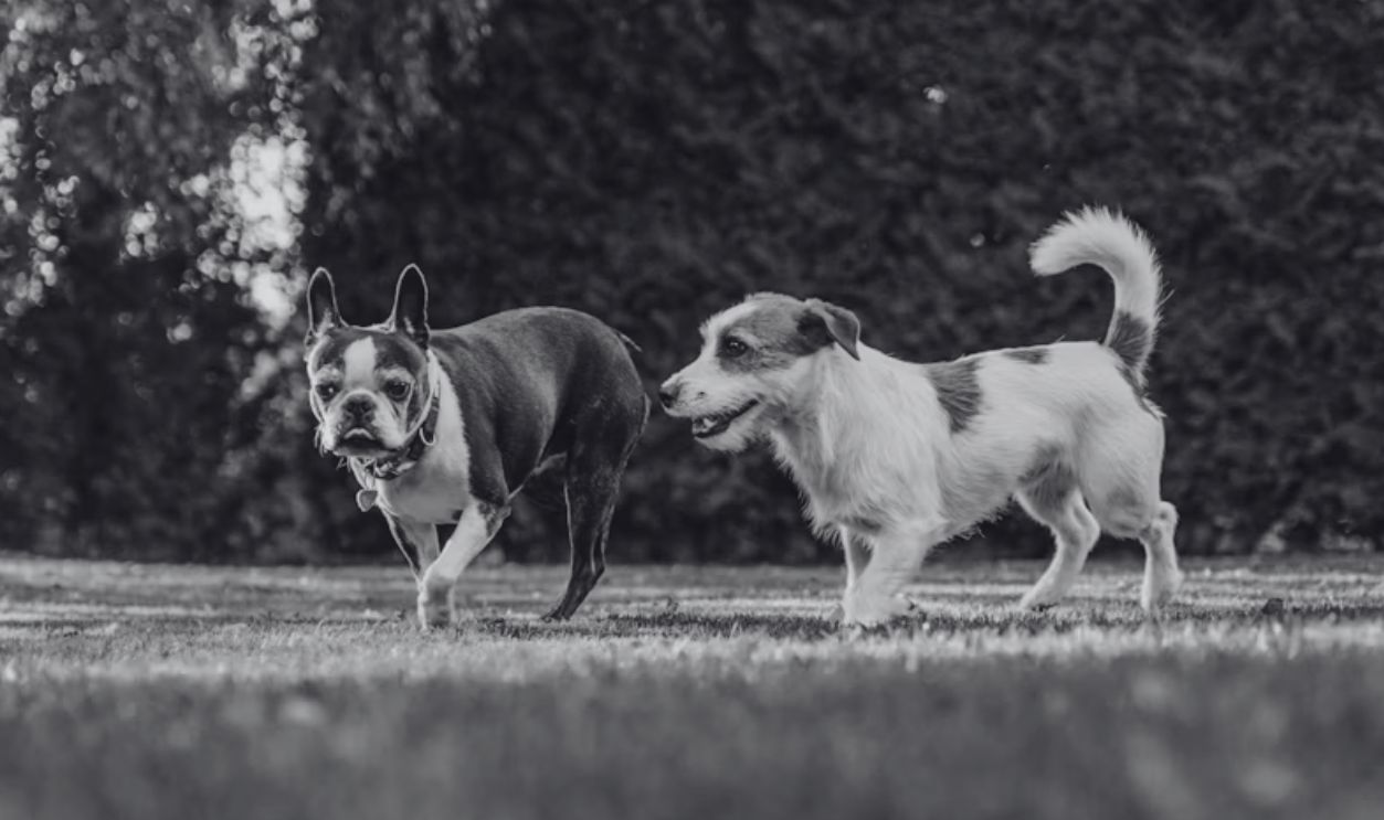 dogs