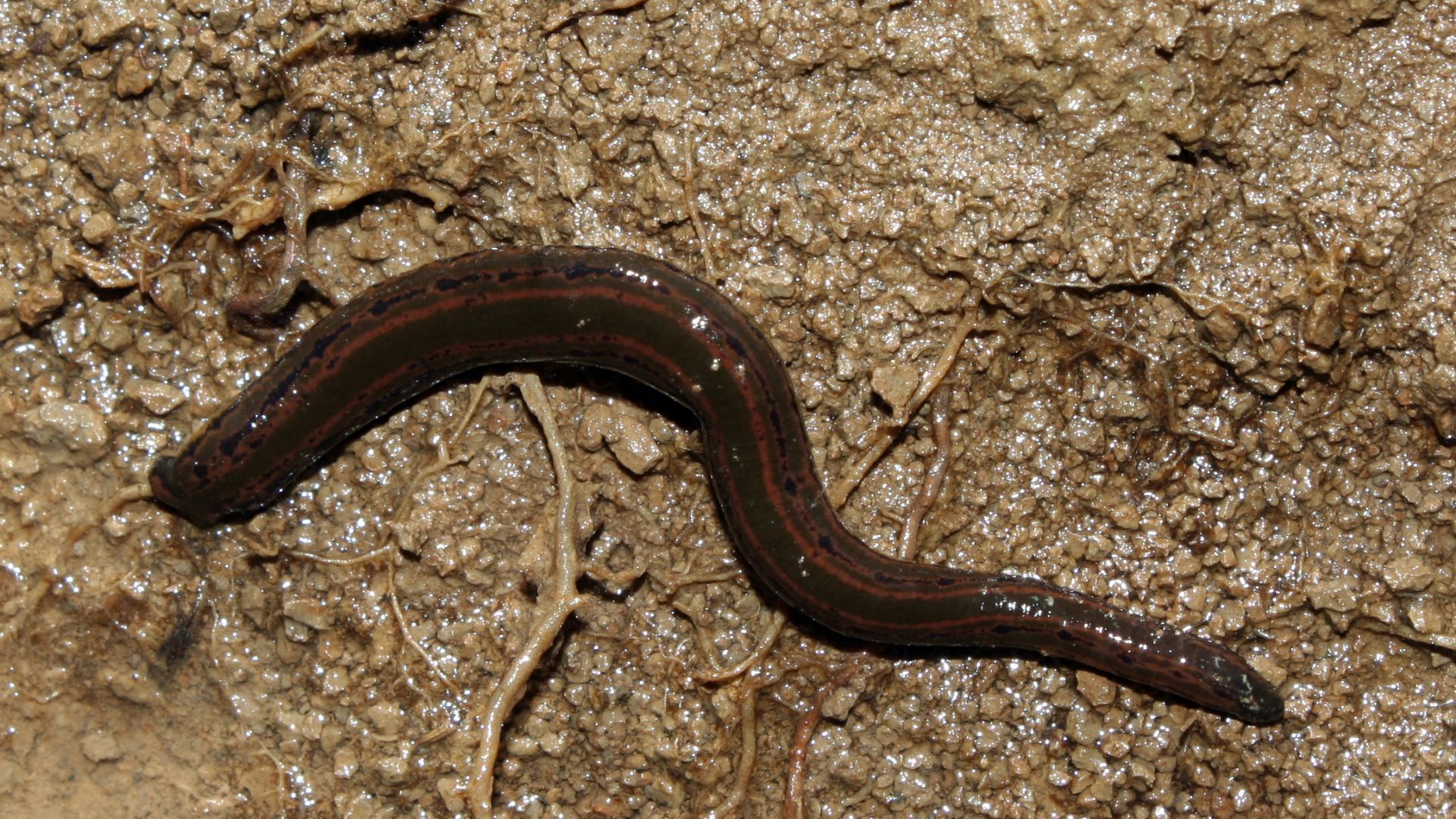 Hirudo medicinalis. European medicinal leech. Family: Hirudinidae. Location: Southern Germany / Schmiechen