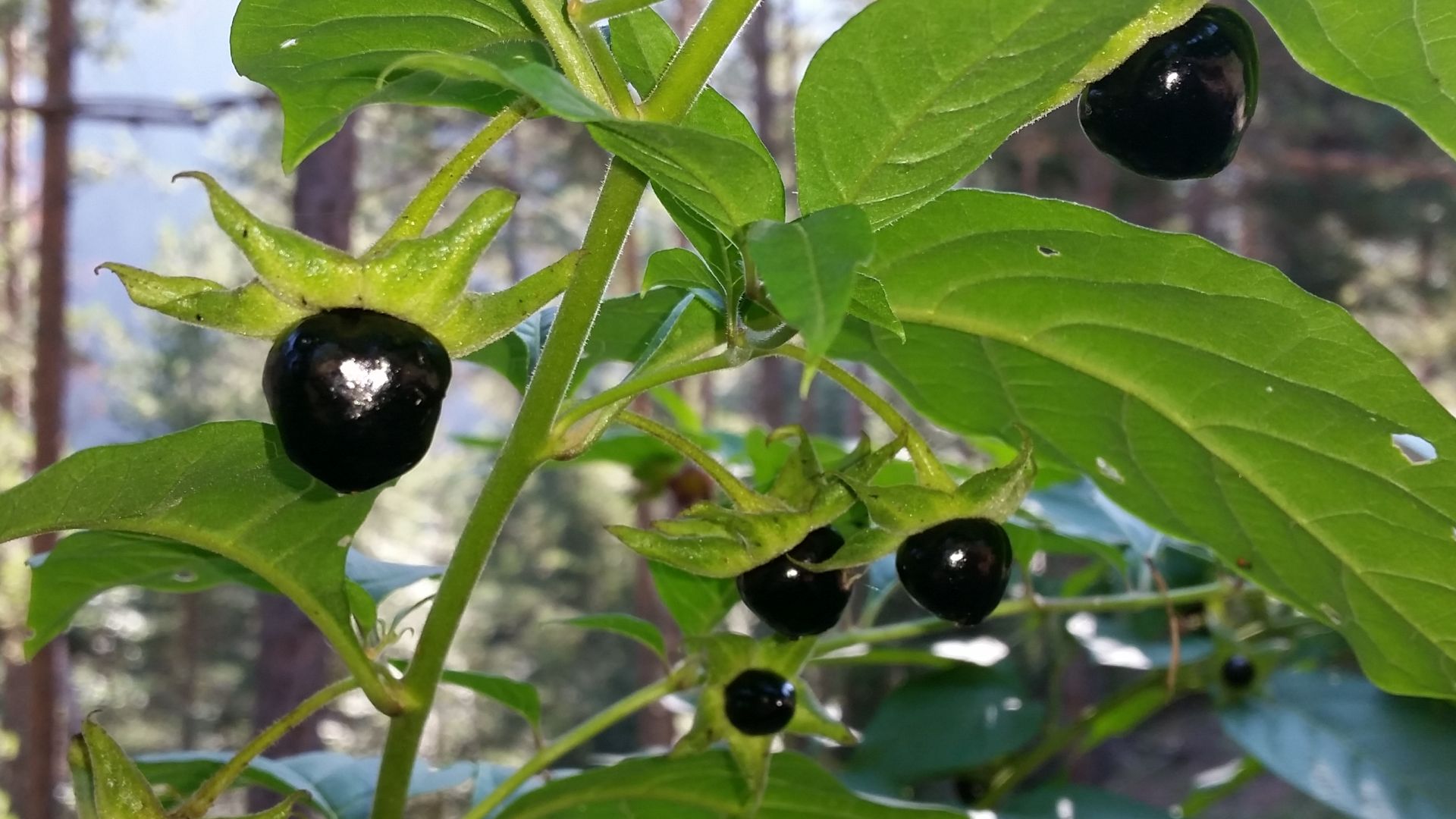 Atropa belladonna