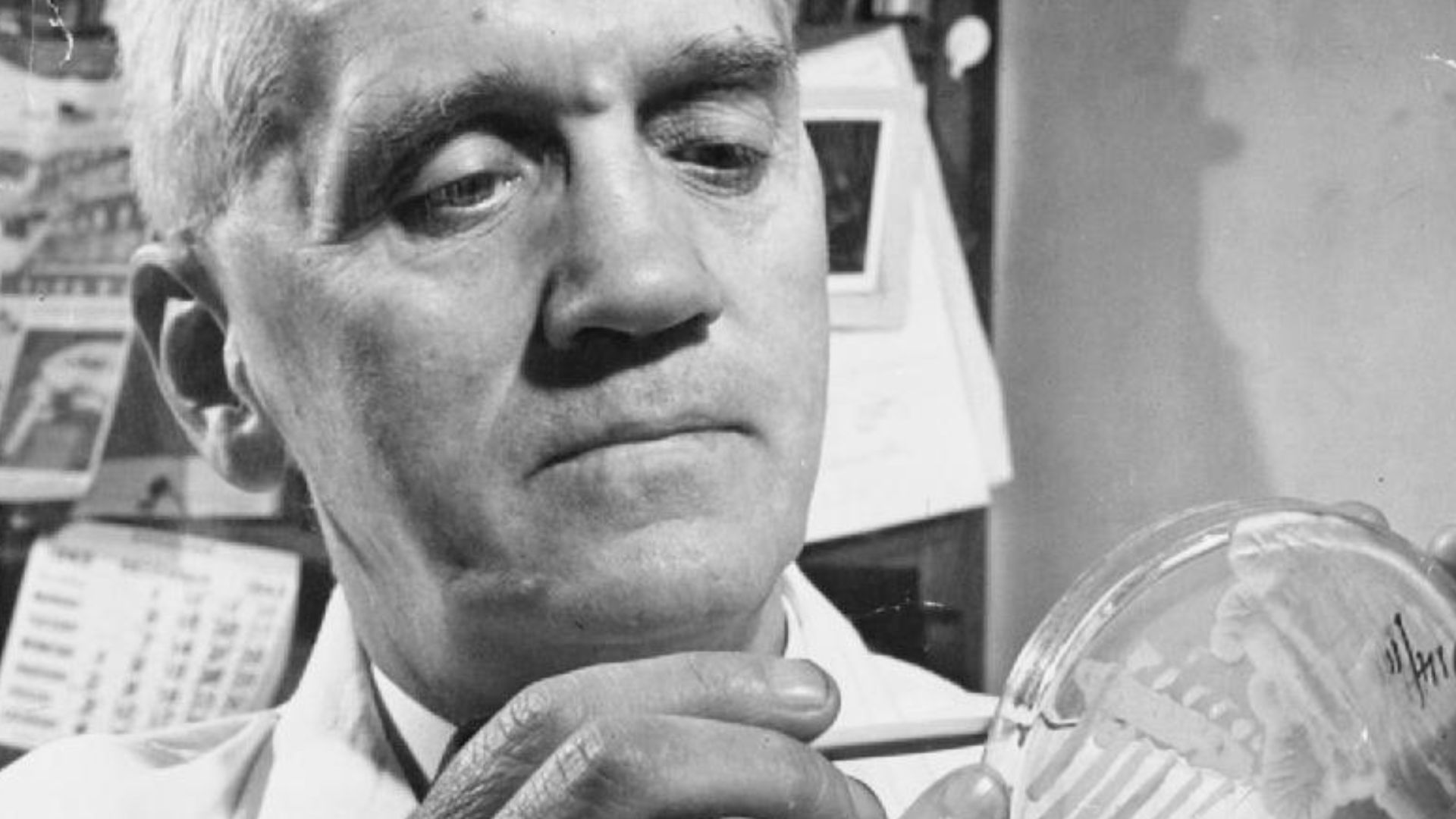 Penicillin Past, Present and Future- the Development and Production of Penicillin, England, 1944
A close up portrait of Professor Alexander Fleming at work in his laboratory at St Mary's Hospital, London.  Fourteen years after his discovery of penicillin,