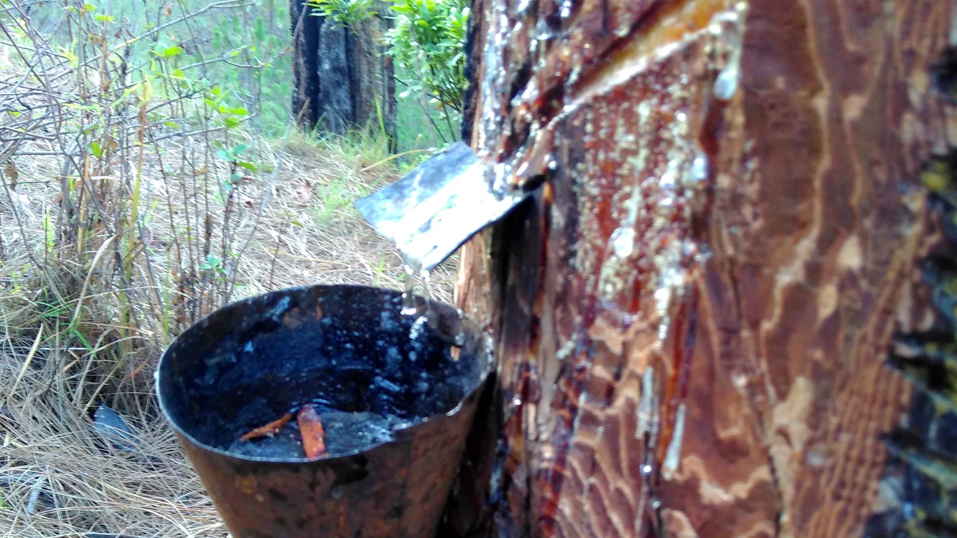 Resin being extracted from Chir Pine (Pinus roxburghii),  tree scarred by fires in section exposed by resin Collection