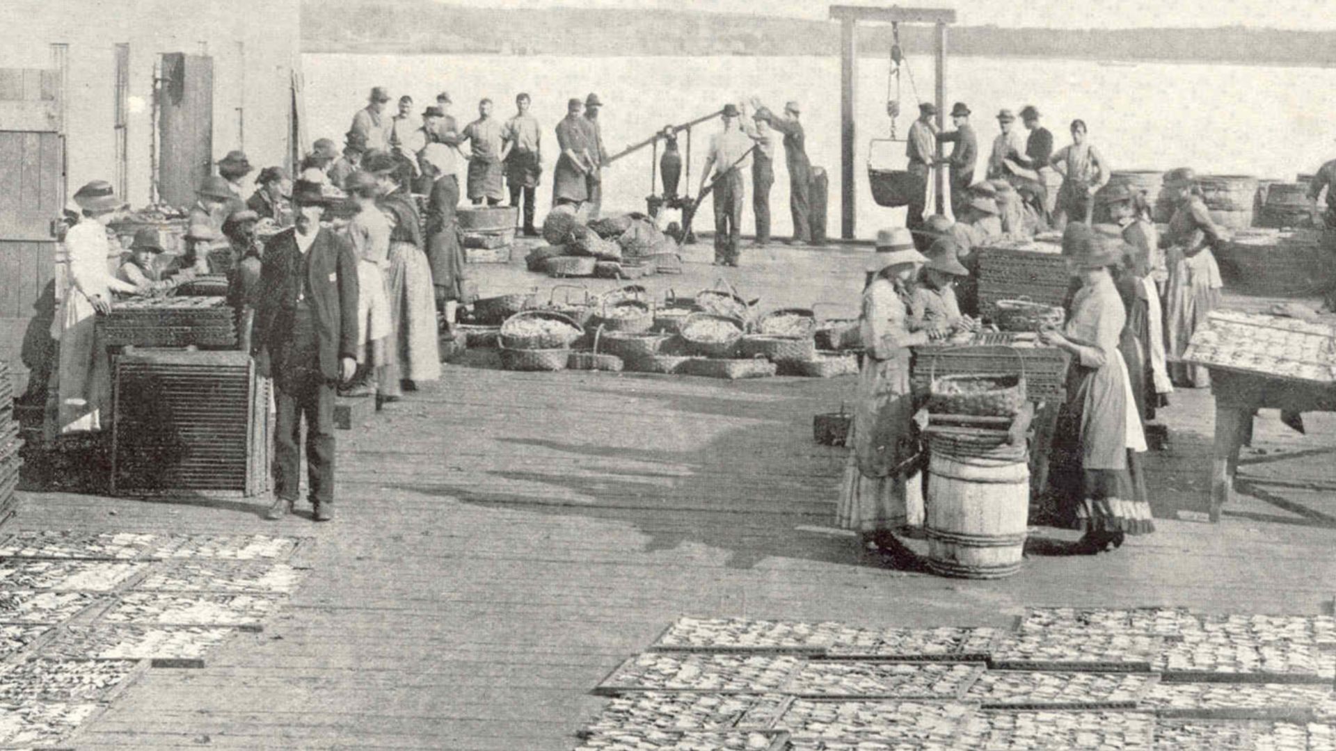 Landing, Cleaning, Washing, and Flaking Fish at Sardine Cannery, Eastport, Maine
Subject: Sardine fisheries, Fishery processing, Women fish trade workers, Eastport (Maine)
Geographic Subject: United States--Maine--Eastport
Tag: Commercial Fisheries