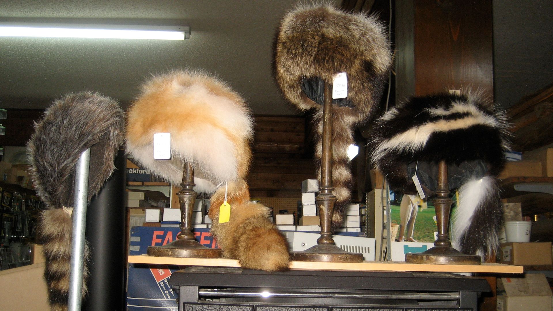 Pelzmützen, gesehen bei H.J. Smith's General Store, Covington, Louisiana, Altstadt.
von links:
Waschbär
Rotfuchs, nordamerikanisch
Waschbär
Skunks, Schweif mit Shadowfuchs ergänzt