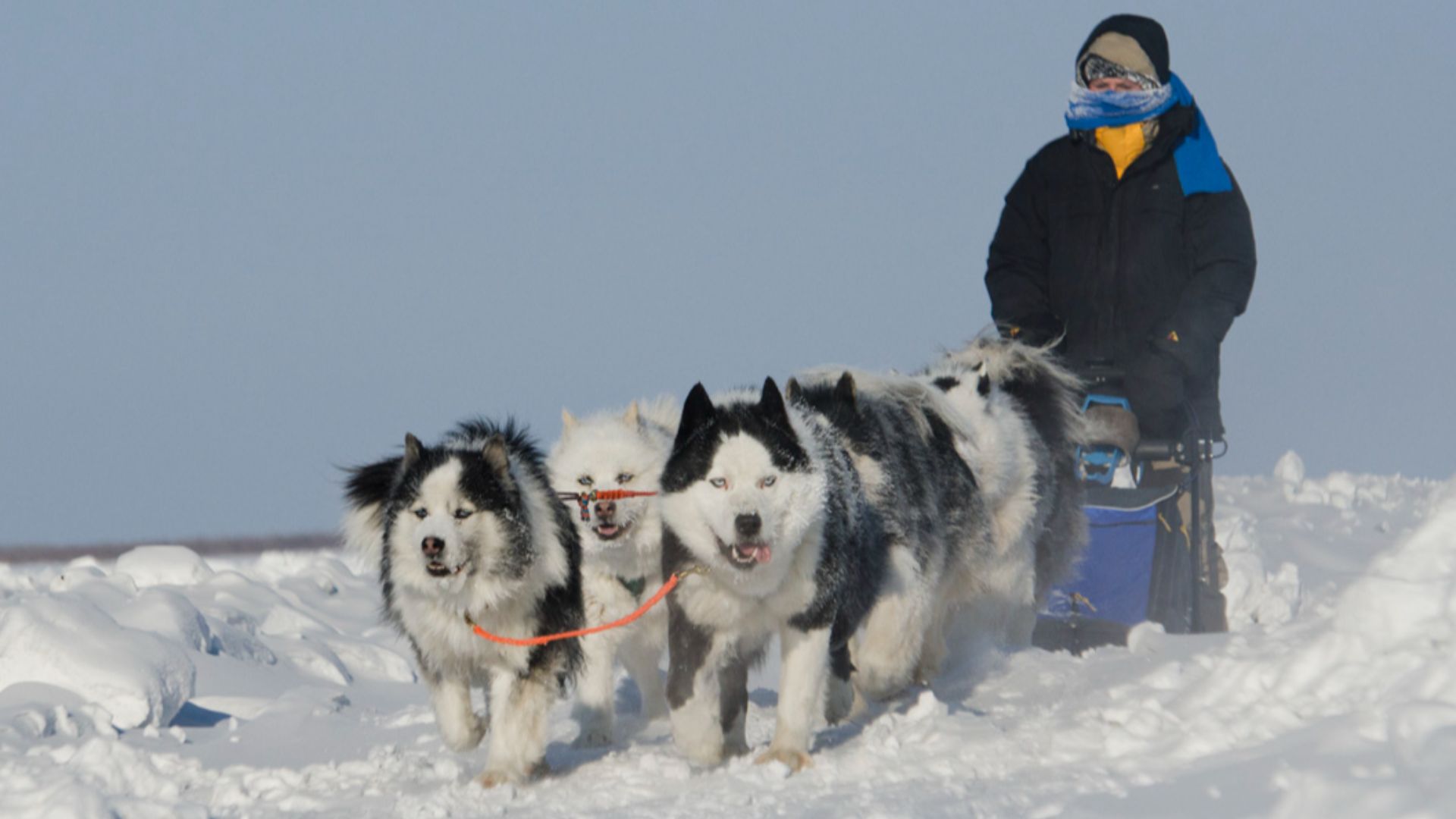 yakut laika