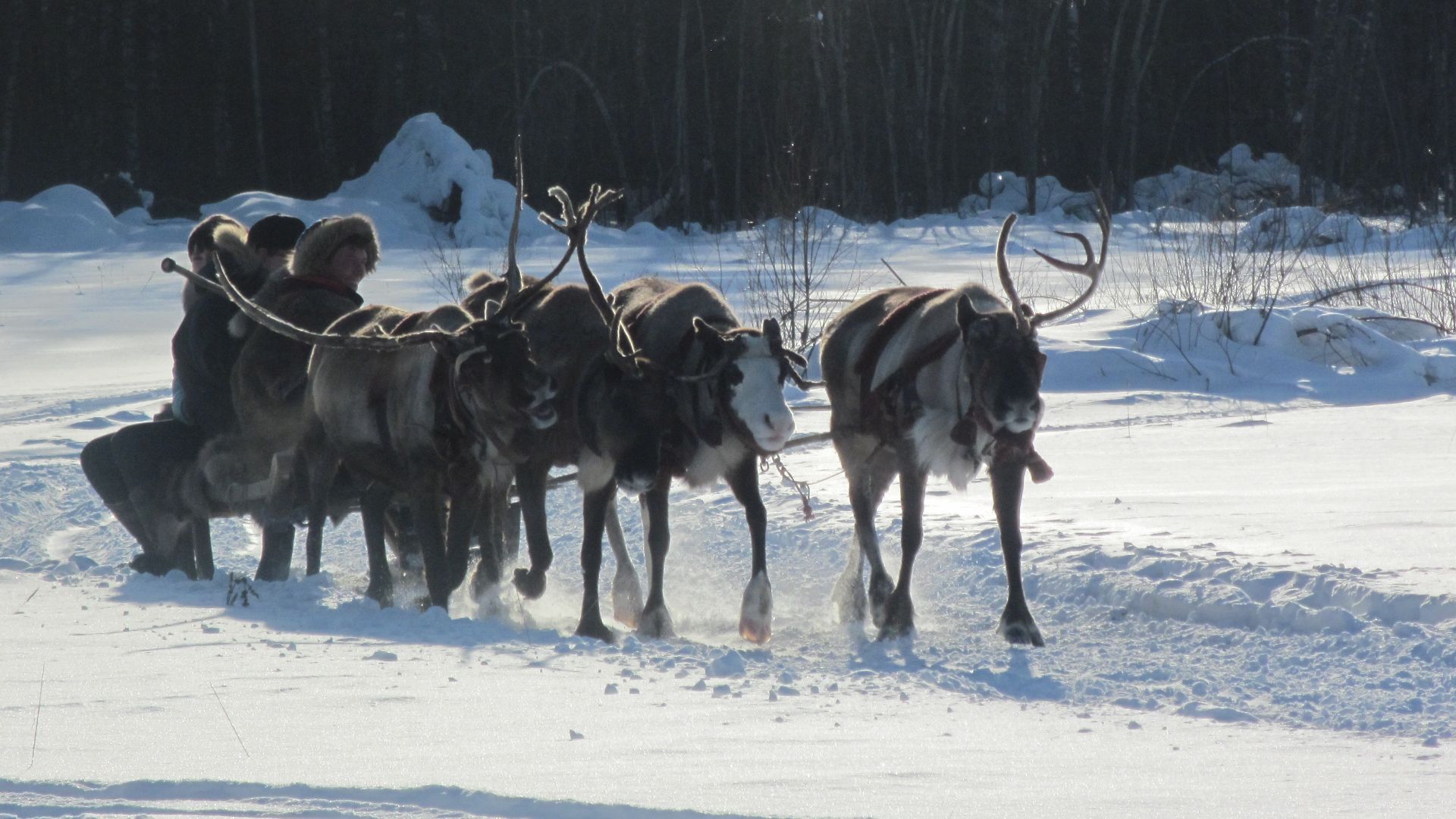 Reindeer pulling a sleigh on a farm in Russia.
