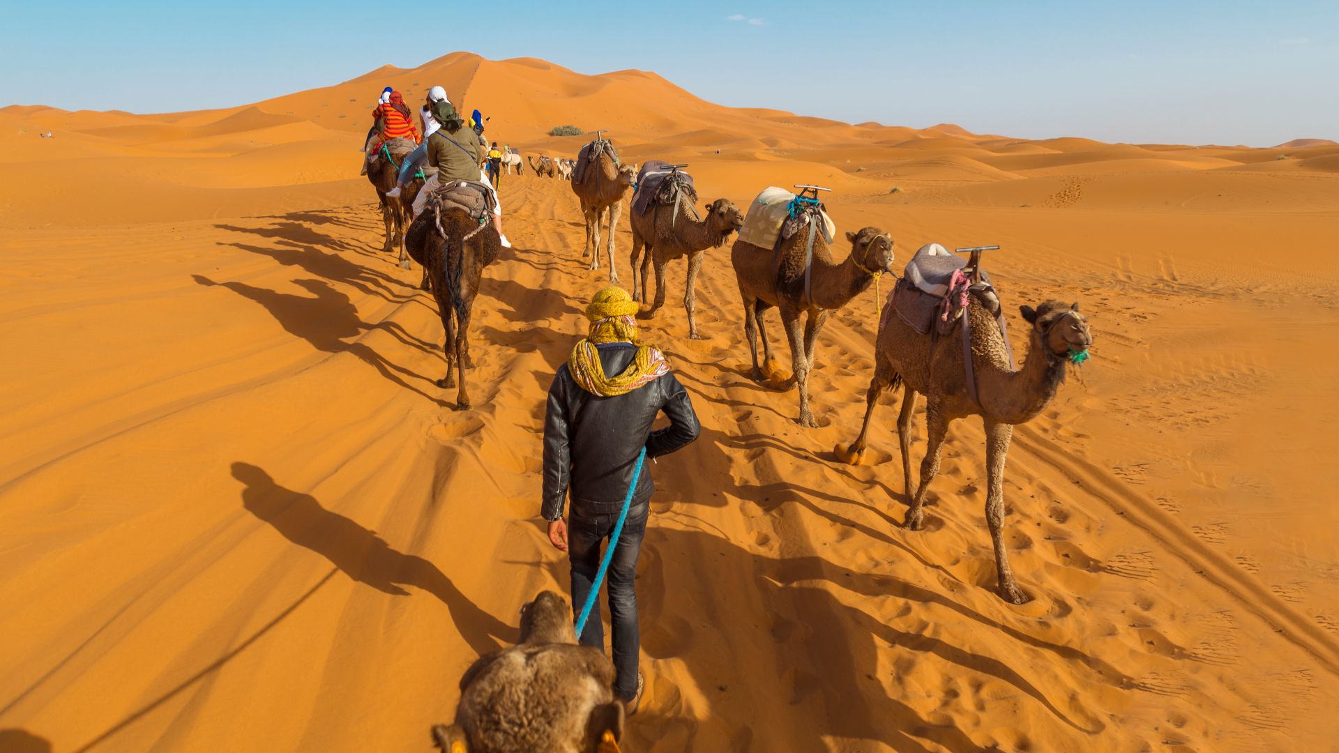 Guided by tour operators, a group of tourists are enjoying an adventure in the desert in the afternoon, under a blue sky and surrounded by the golden sand of the Sahara desert.